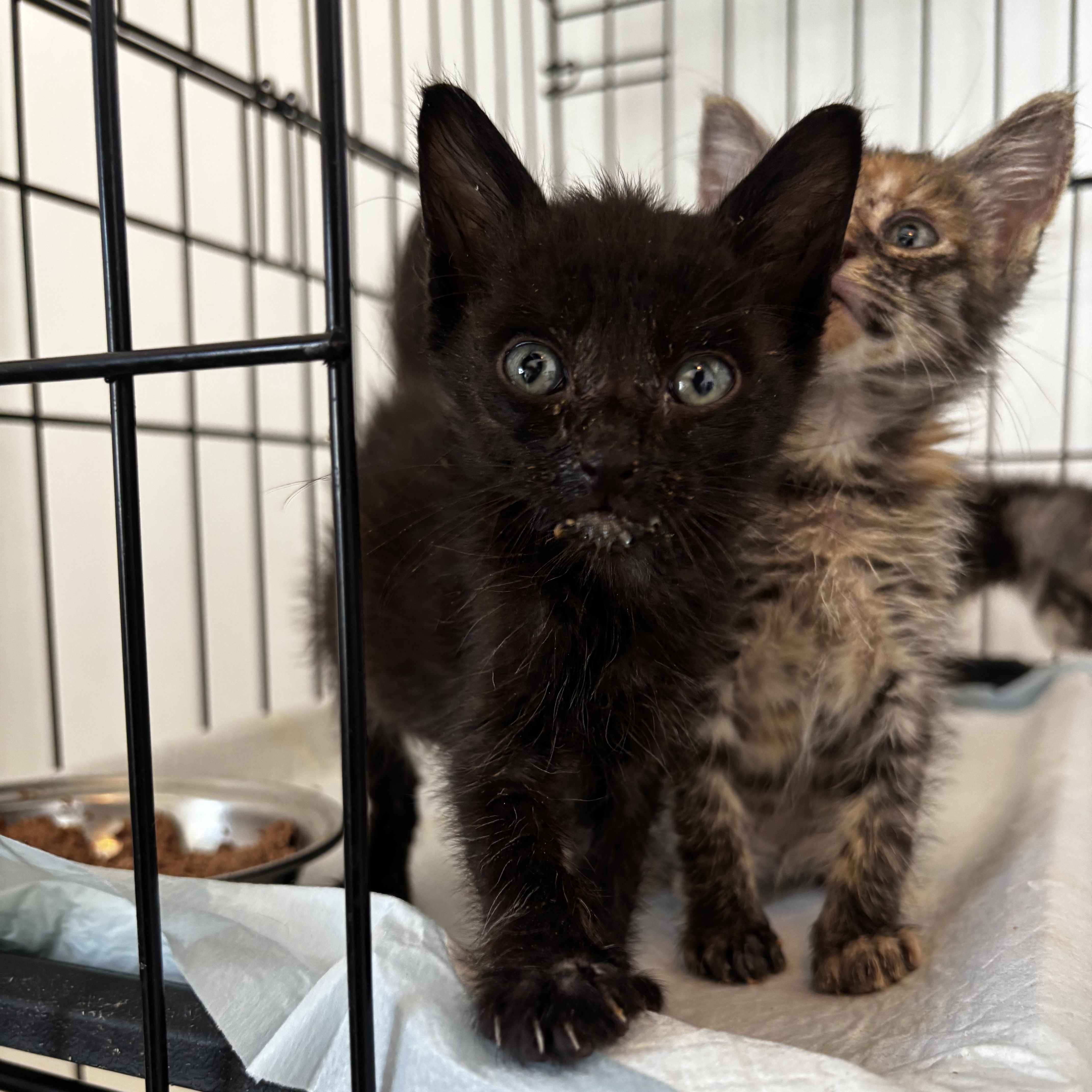 Enlarge Holloway, a Adoptable Domestic Short Hair in Honolulu, HI image 3/4