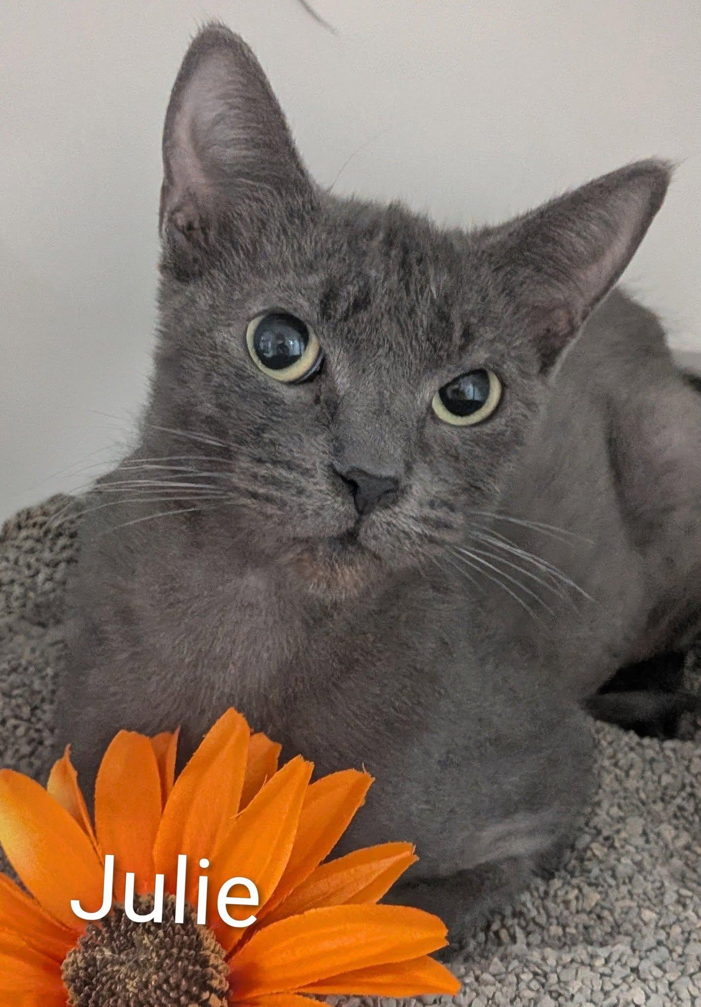 Julie, ADOPTABLE, Adult Female Domestic Short Hair.