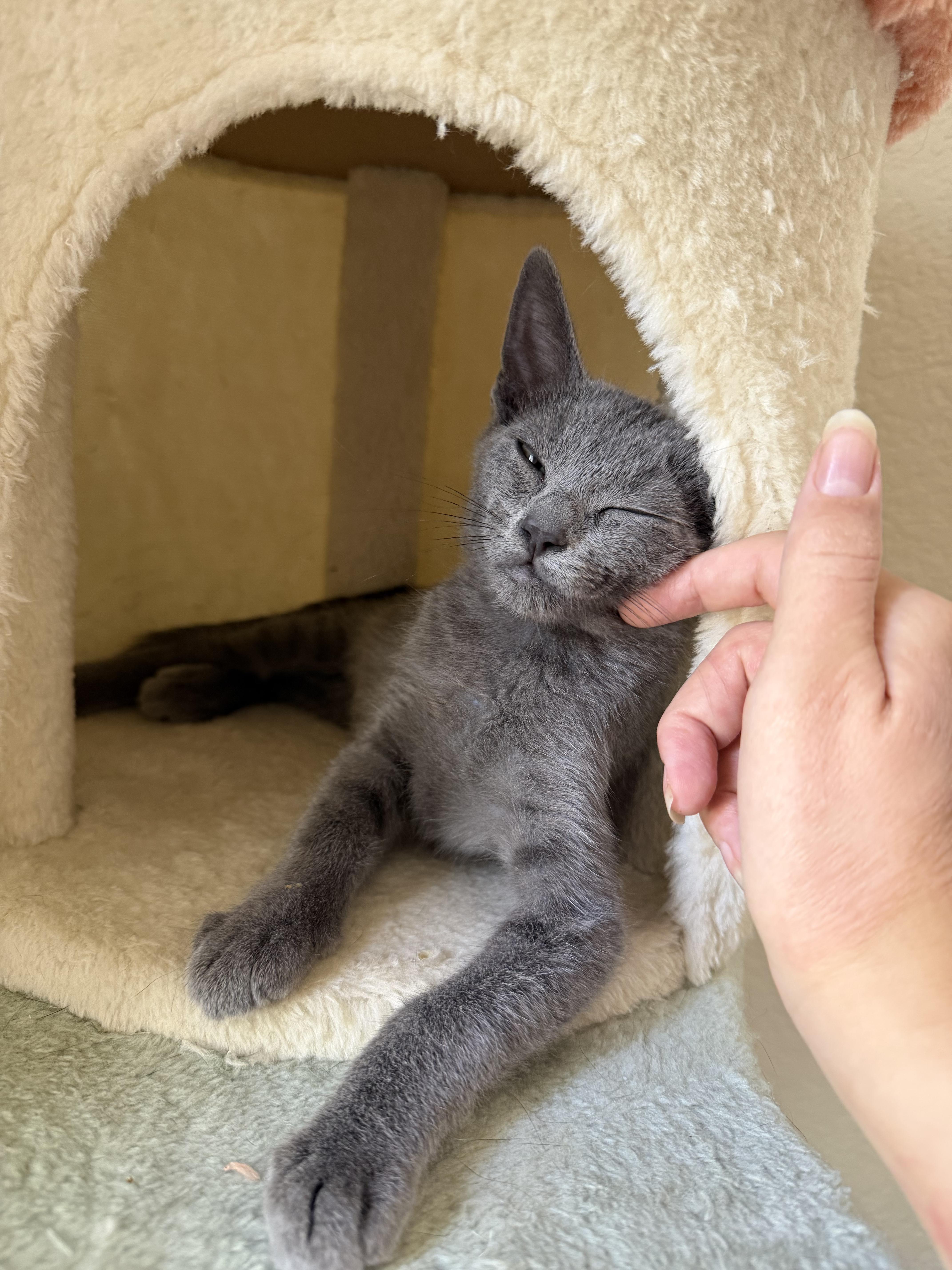 Romaine, ADOPTABLE, Kitten Male Domestic Short Hair.