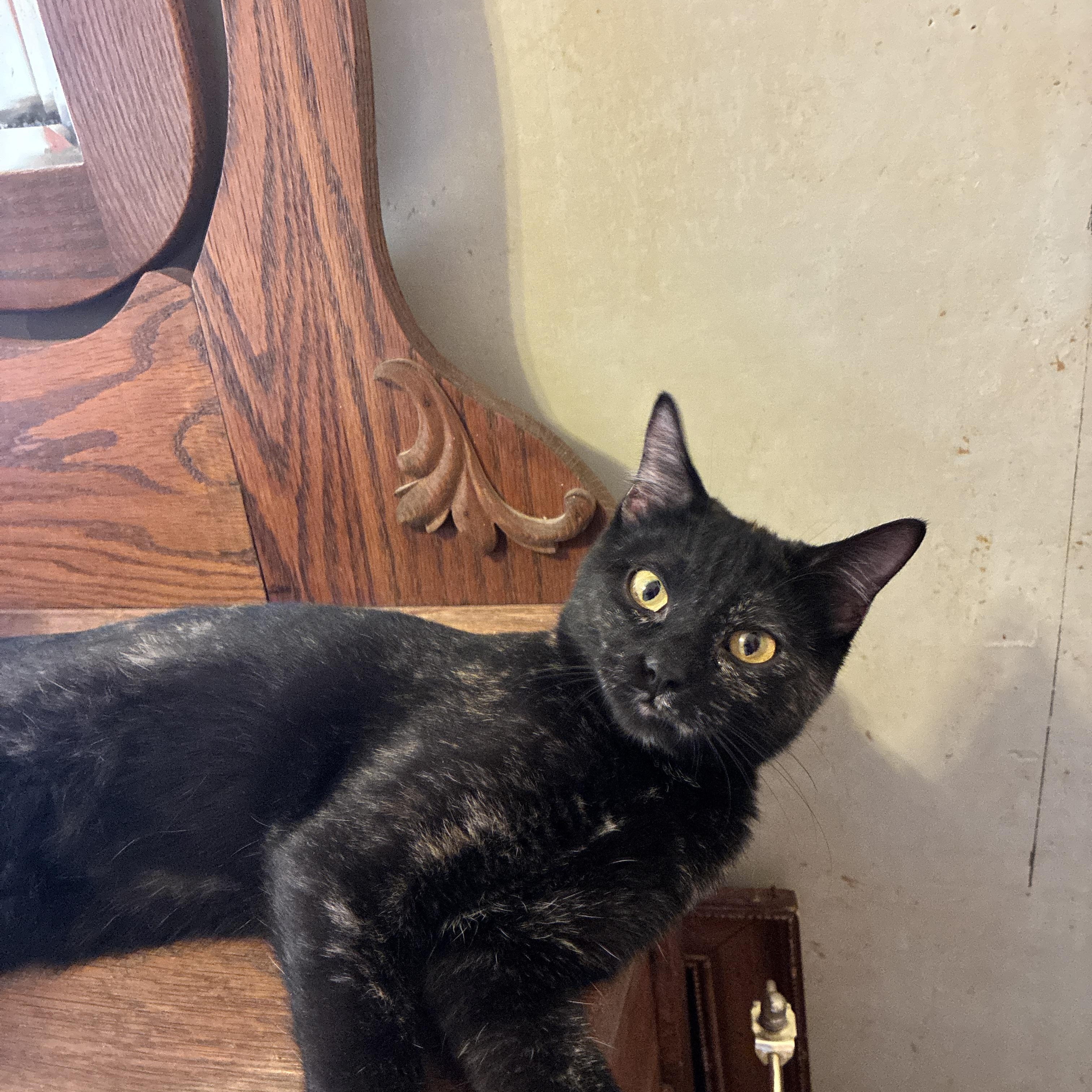 Whisper, a Adoptable Tortoiseshell in Manhattan , KS image 2/6