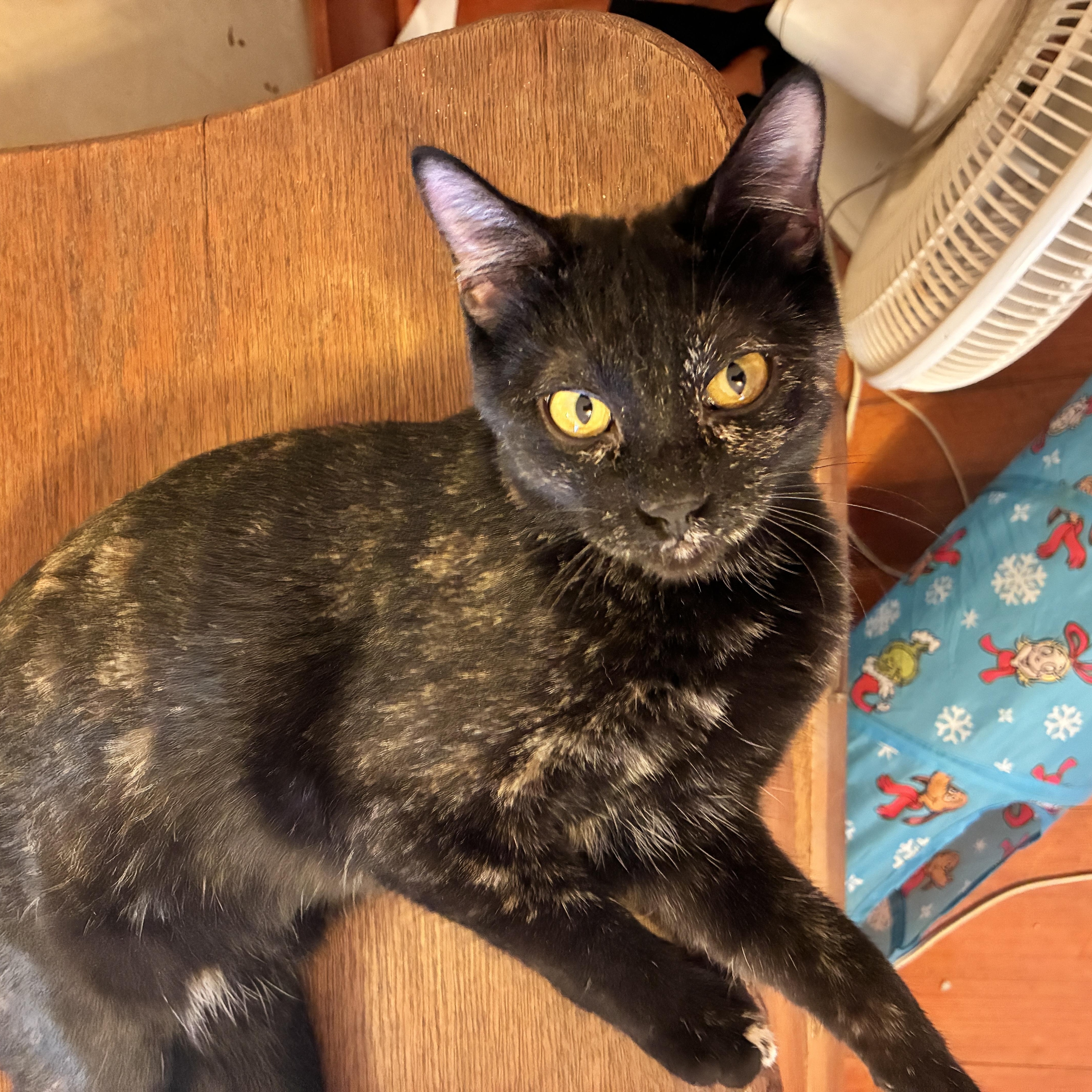Whisper, a Adoptable Tortoiseshell in Manhattan , KS image 4/6