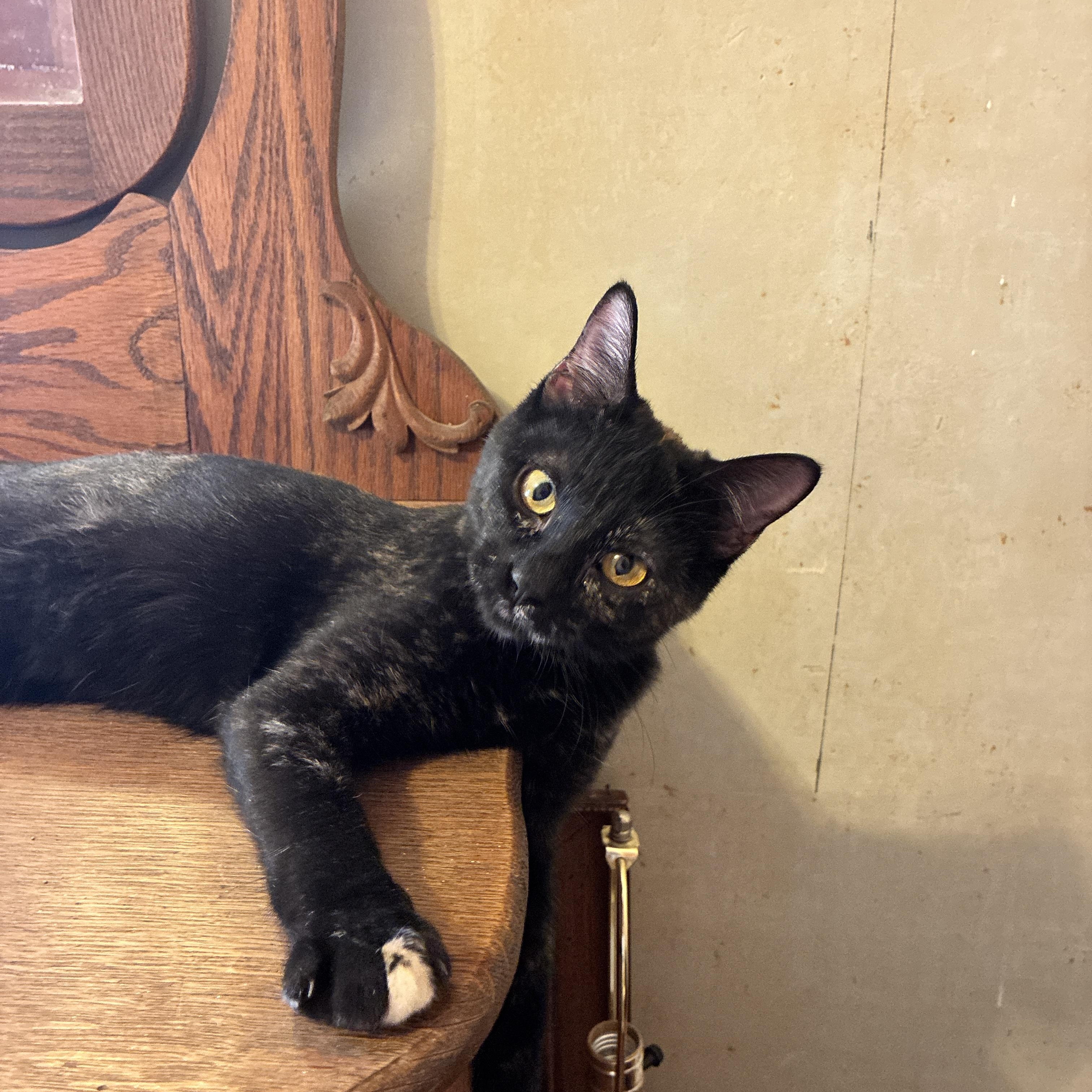 Whisper, a Adoptable Tortoiseshell in Manhattan , KS image 1/6