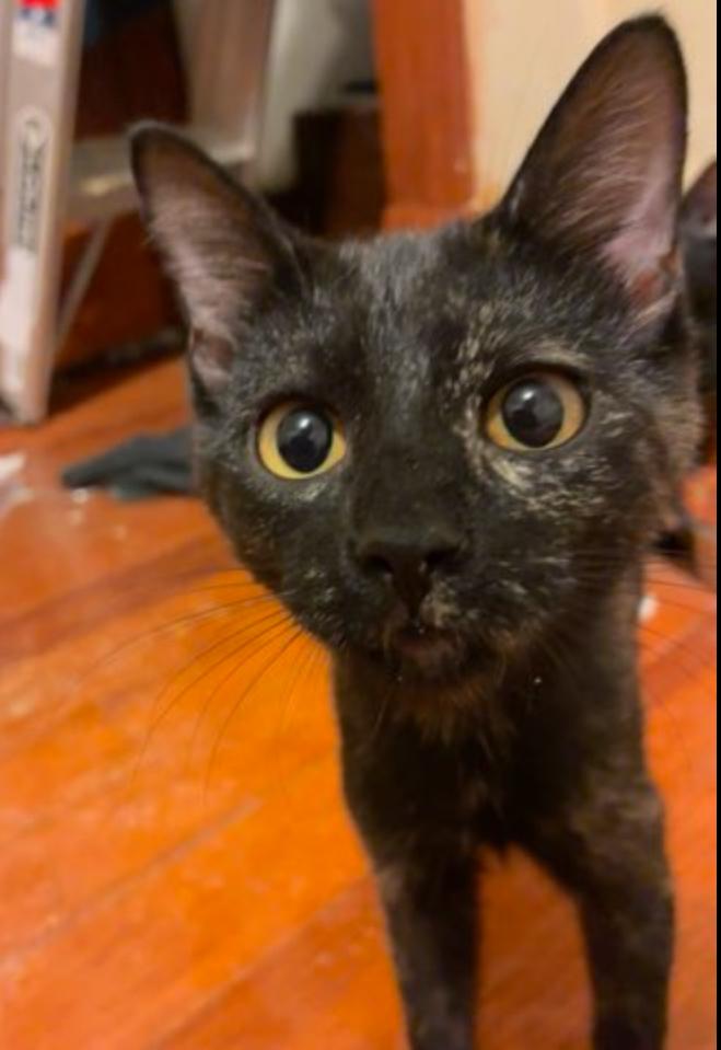 Whisper, a Adoptable Tortoiseshell in Manhattan , KS image 5/6