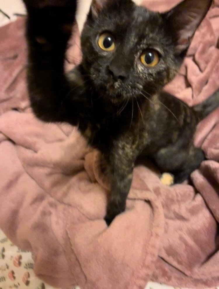 Whisper, a Adoptable Tortoiseshell in Manhattan , KS image 3/6