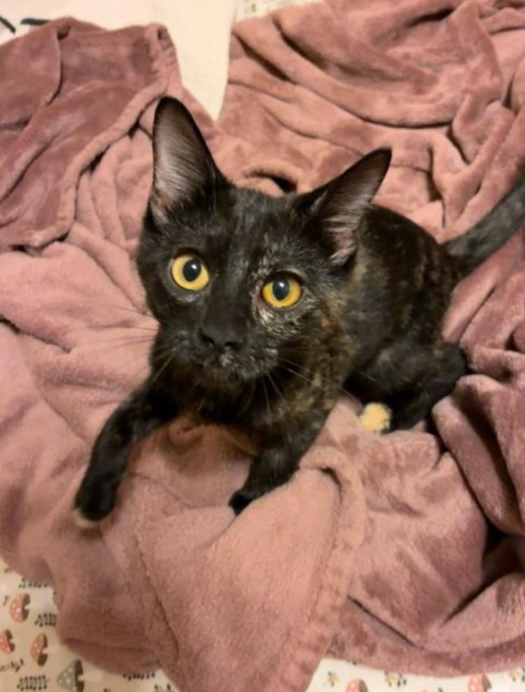 Whisper, a Adoptable Tortoiseshell in Manhattan , KS image 6/6