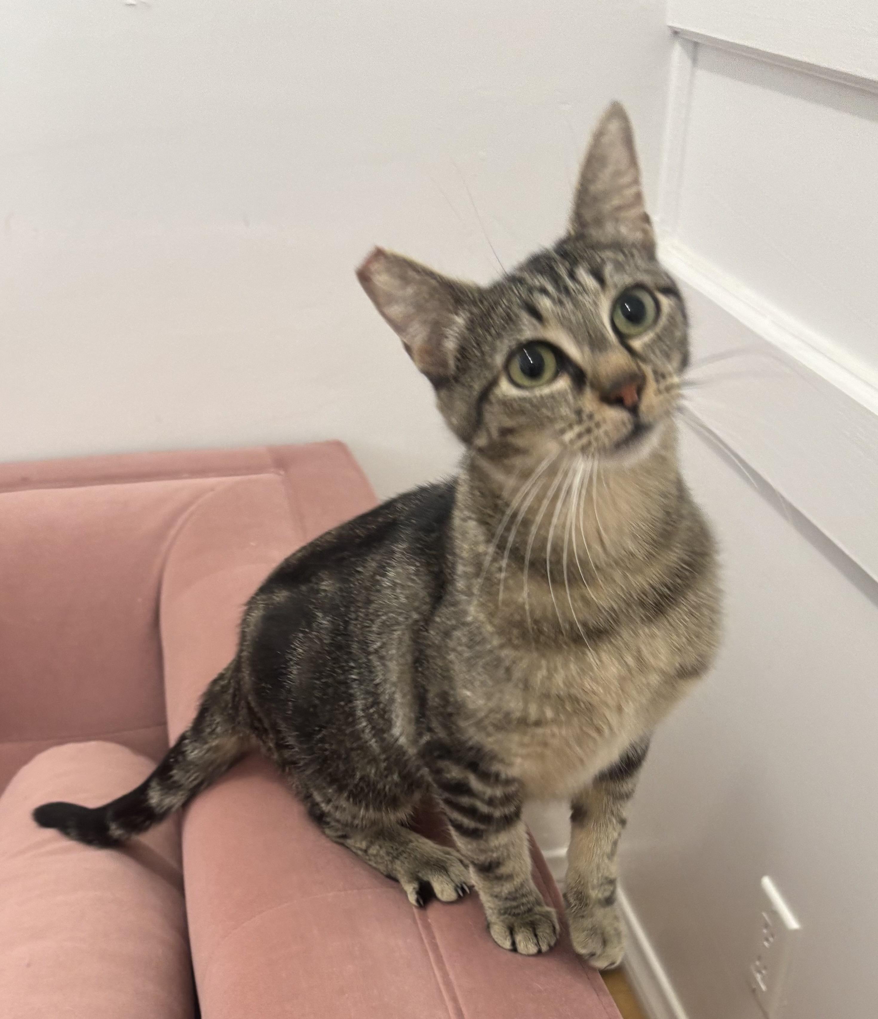 Enlarge Misty, a Adoptable Domestic Short Hair in Whittier, CA image 1/6