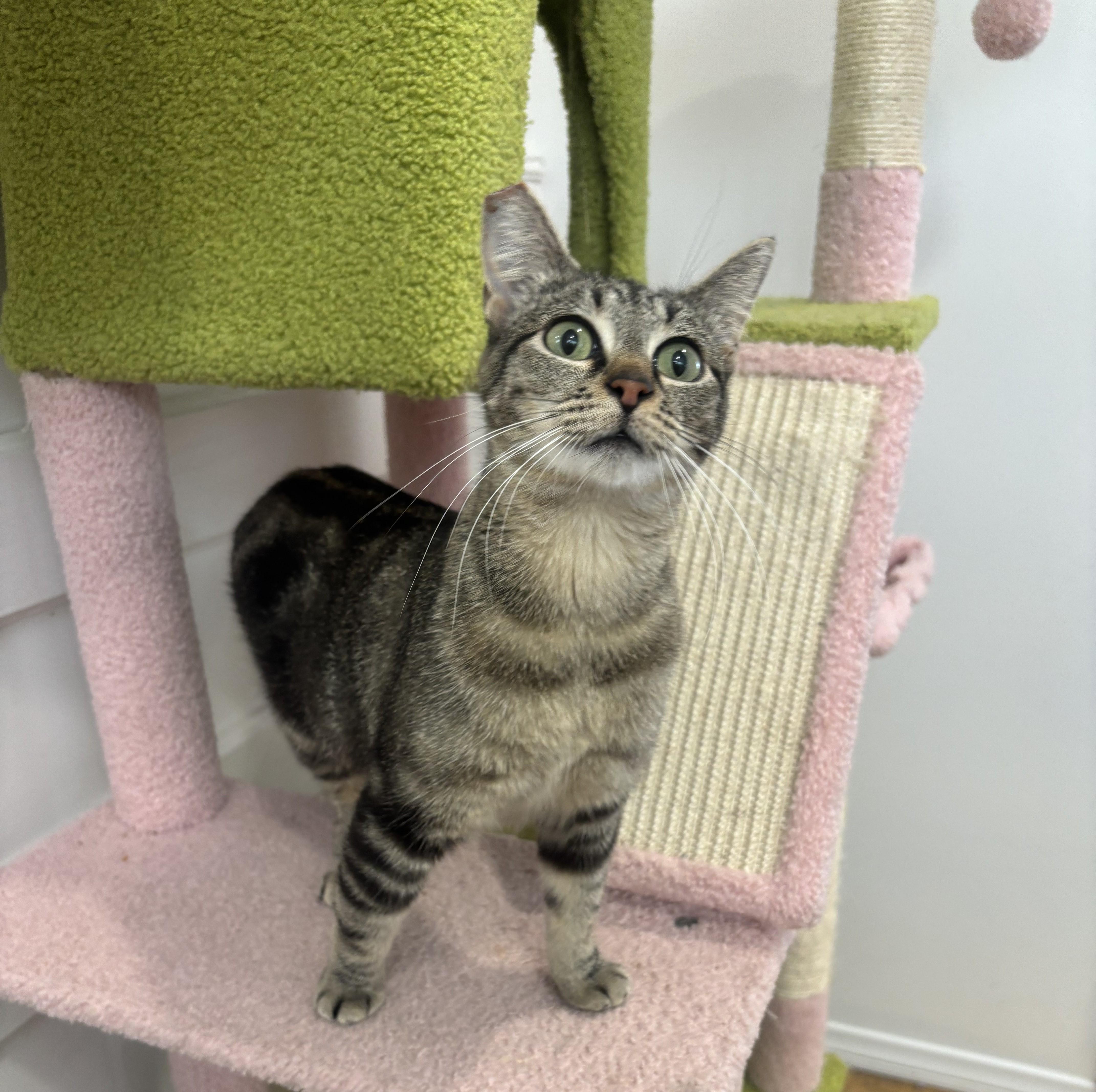 Enlarge Misty, a Adoptable Domestic Short Hair in Whittier, CA image 2/6