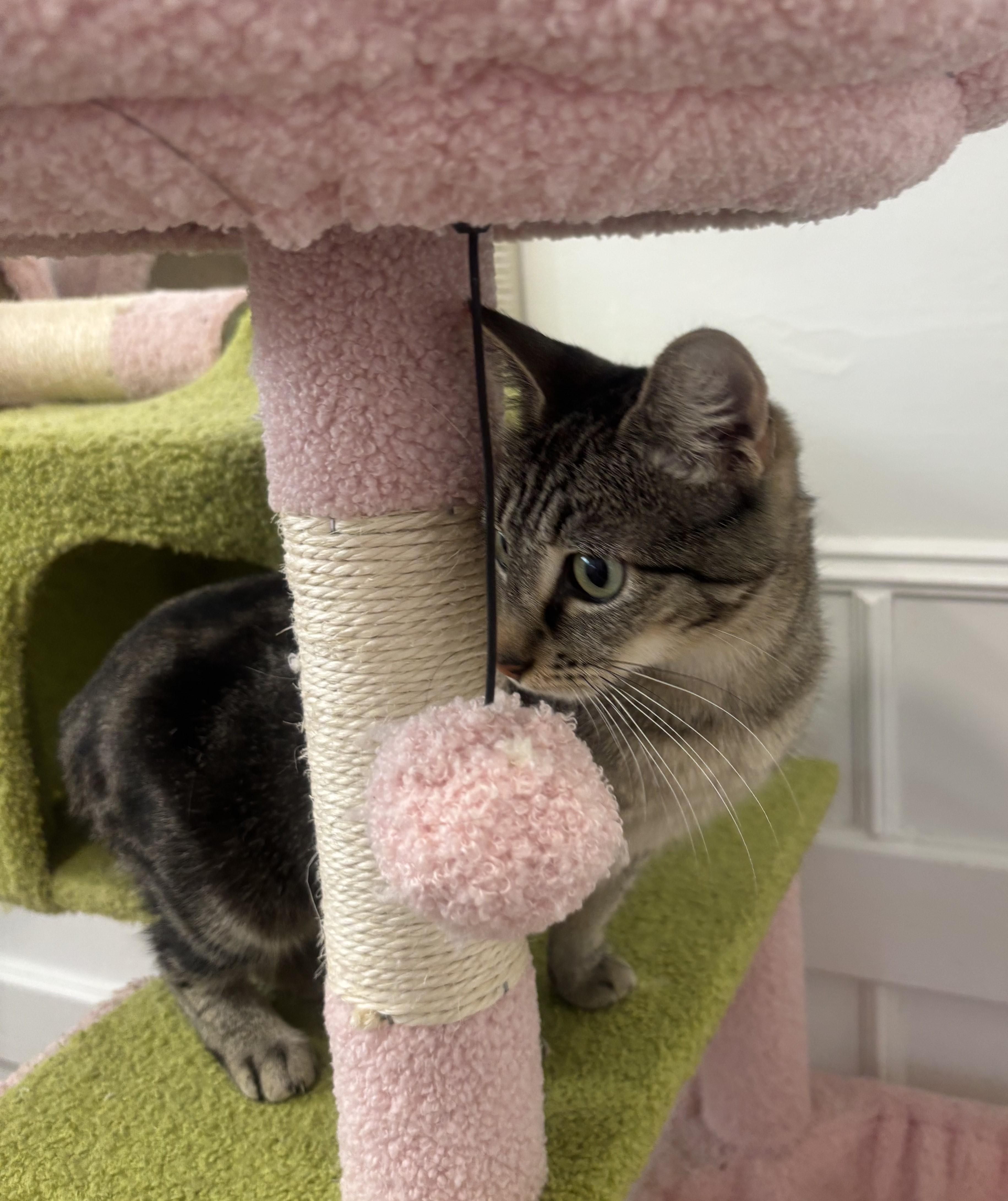Misty, Adoptable, Young Female Domestic Short Hair.