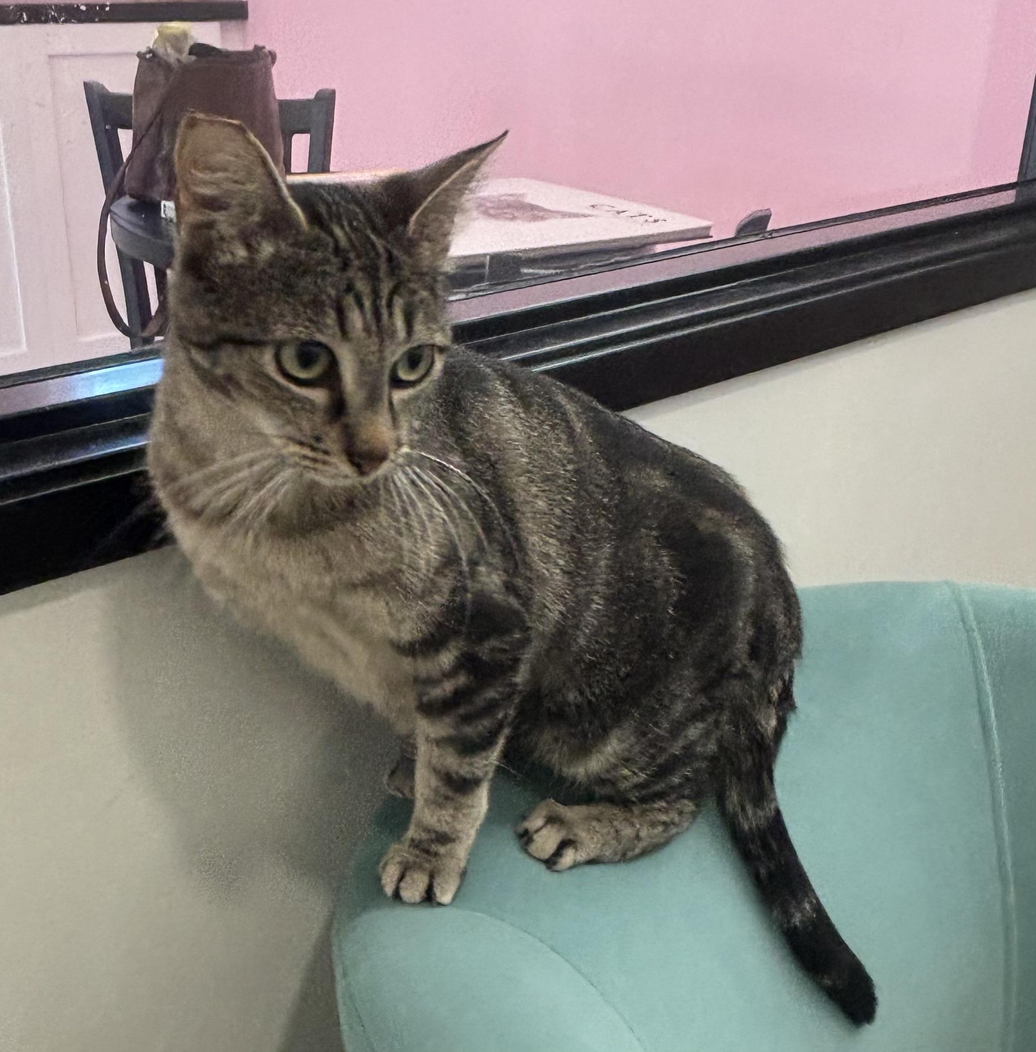 Enlarge Misty, a Adoptable Domestic Short Hair in Whittier, CA image 4/6