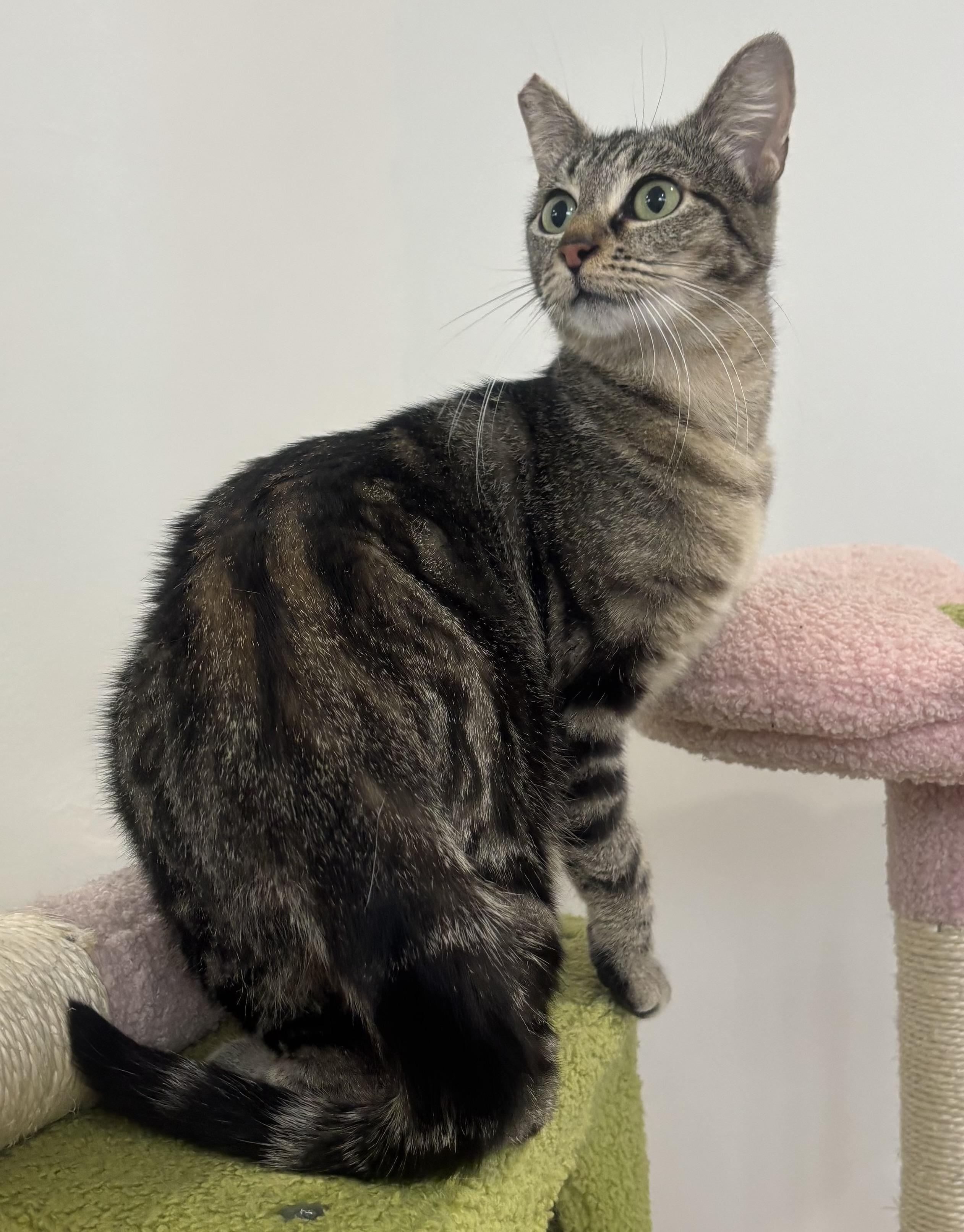 Enlarge Misty, a Adoptable Domestic Short Hair in Whittier, CA image 5/6
