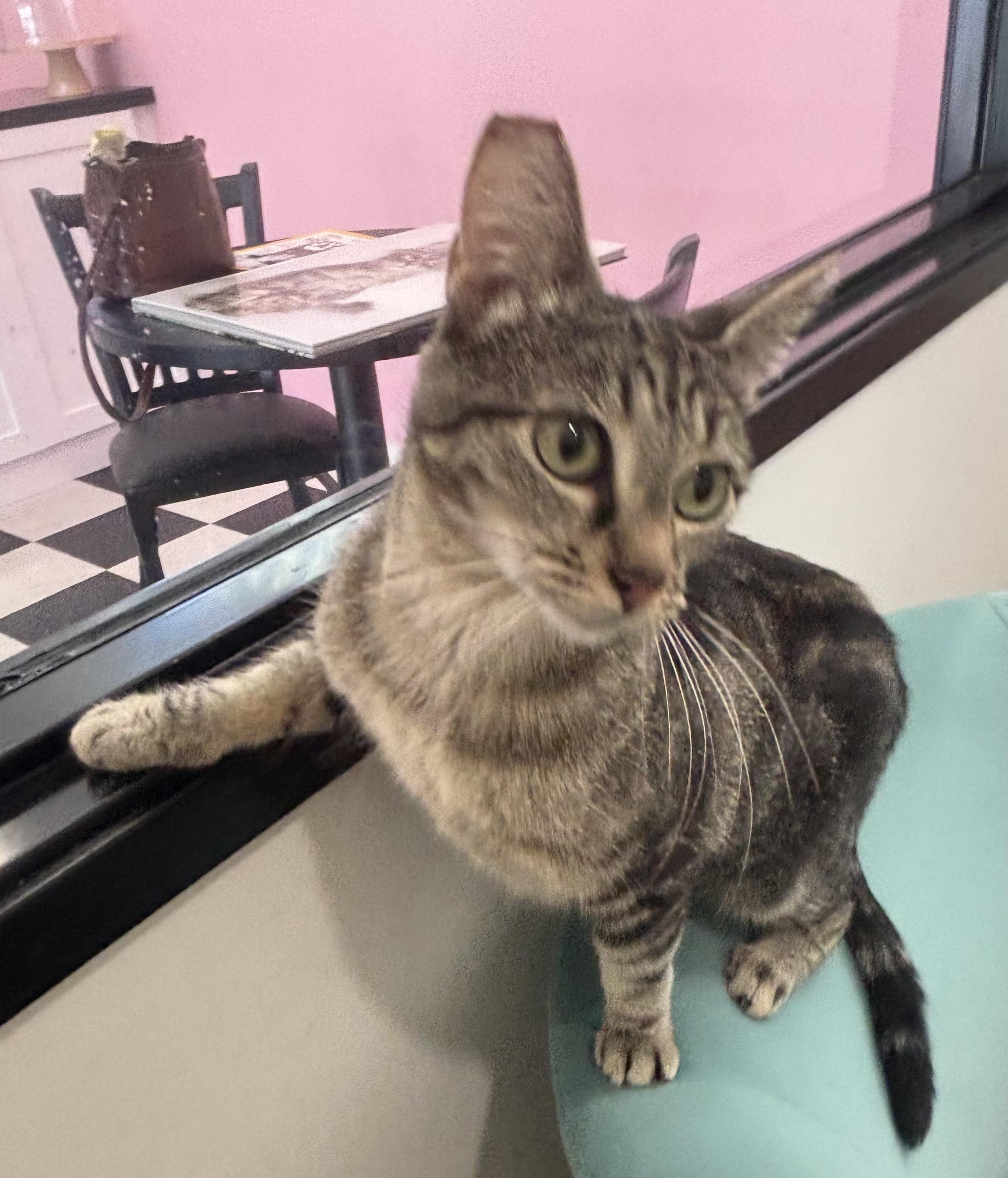 Enlarge Misty, a Adoptable Domestic Short Hair in Whittier, CA image 6/6