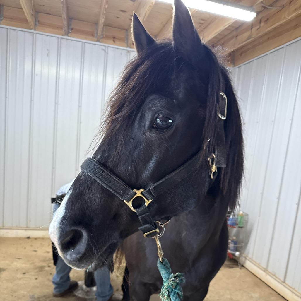Enlarge Midnight, a Adoptable Quarterhorse in Stokesdale, NC image 1/1