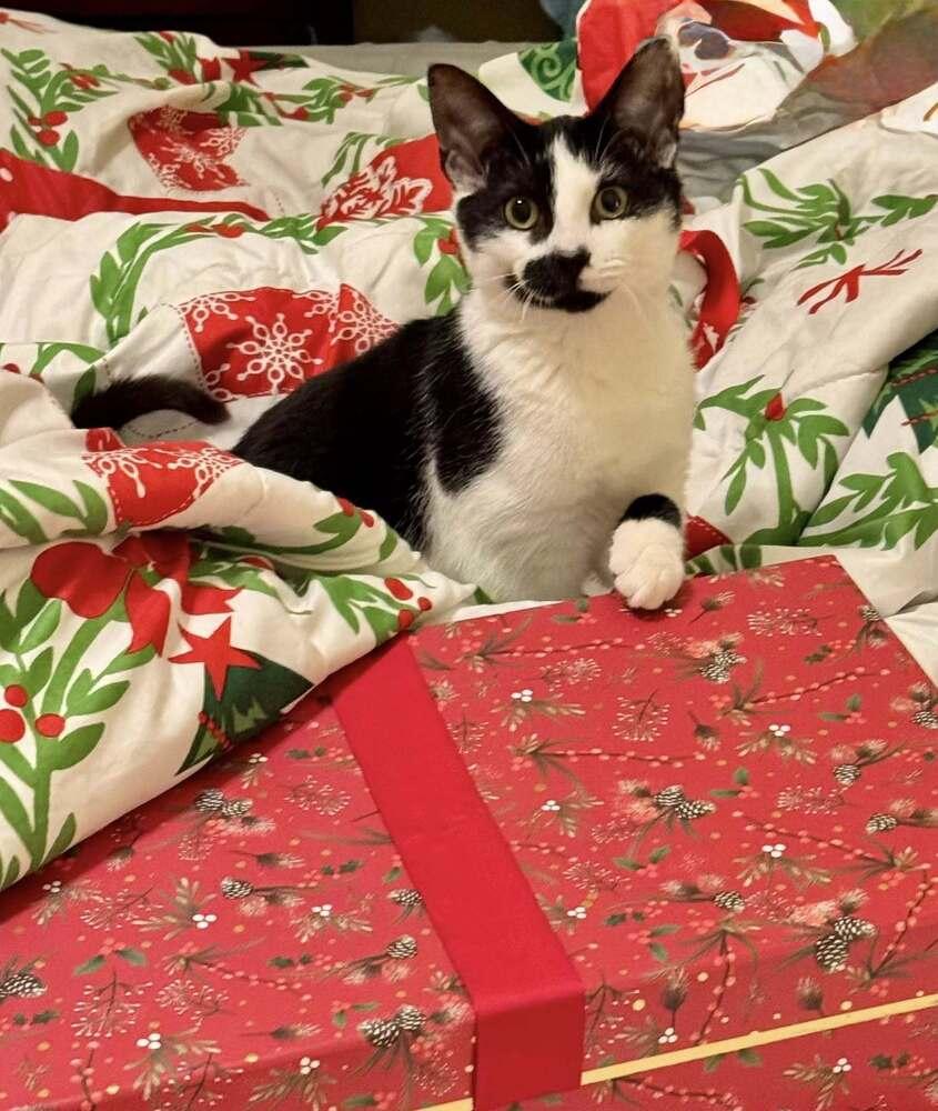 Skelly, Adoptable, Kitten Male Domestic Short Hair.