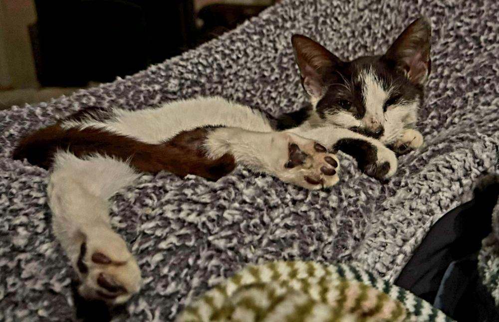 Enlarge Skelly, a Adoptable mixed breed in WARNER ROBINS, GA image 3/6