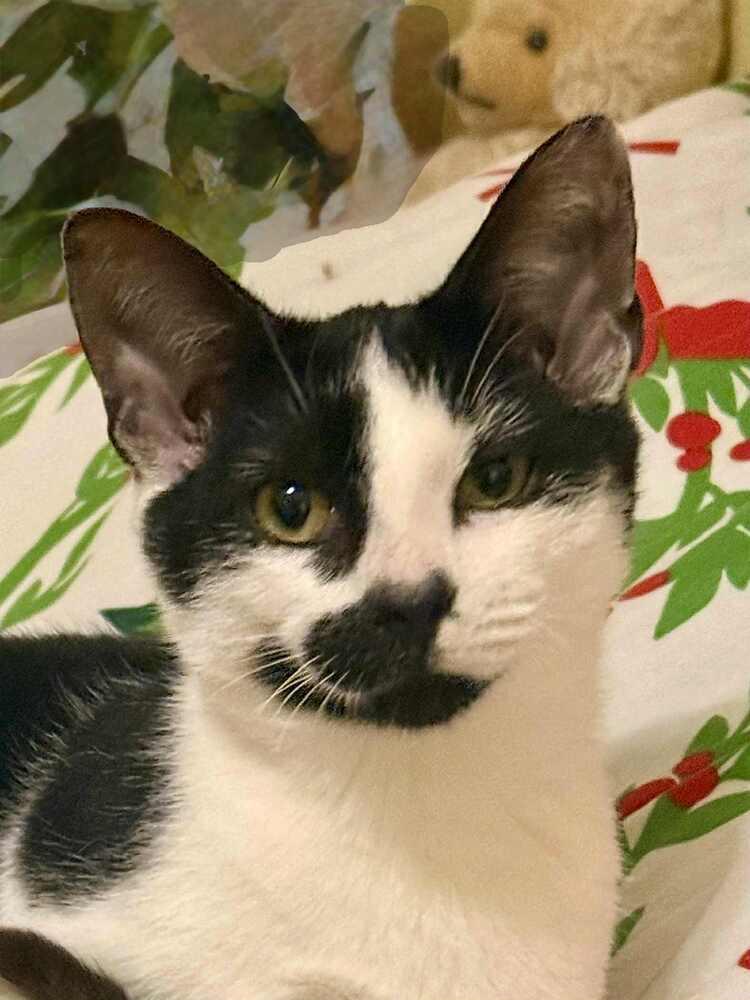 Enlarge Skelly, a Adoptable mixed breed in WARNER ROBINS, GA image 4/6