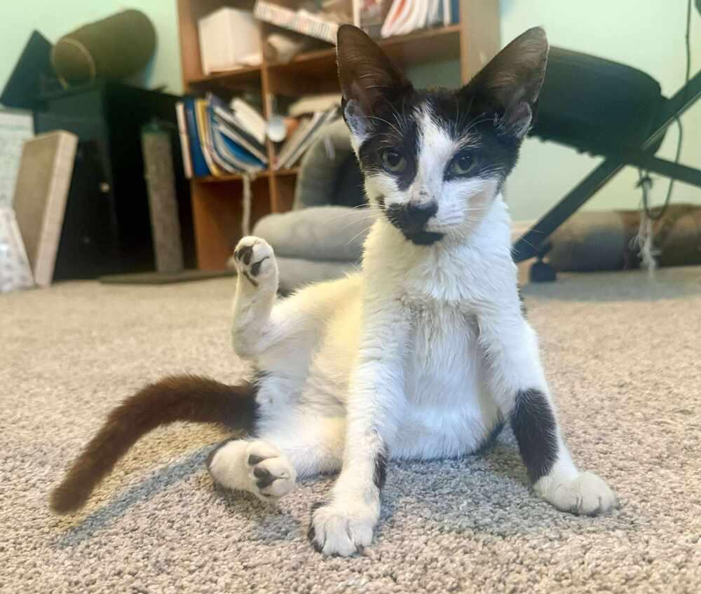 Enlarge Skelly, a Adoptable mixed breed in WARNER ROBINS, GA image 5/6