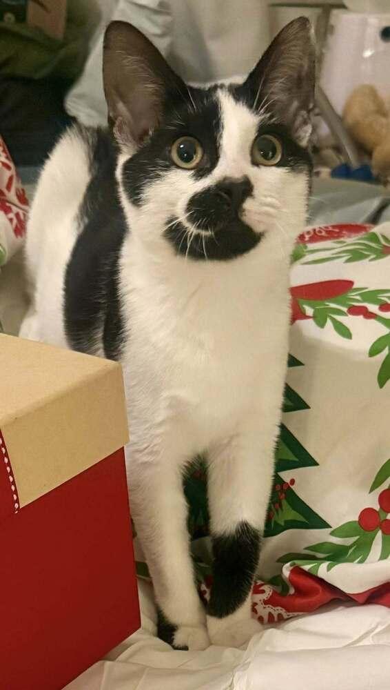 Enlarge Skelly, a Adoptable mixed breed in WARNER ROBINS, GA image 6/6