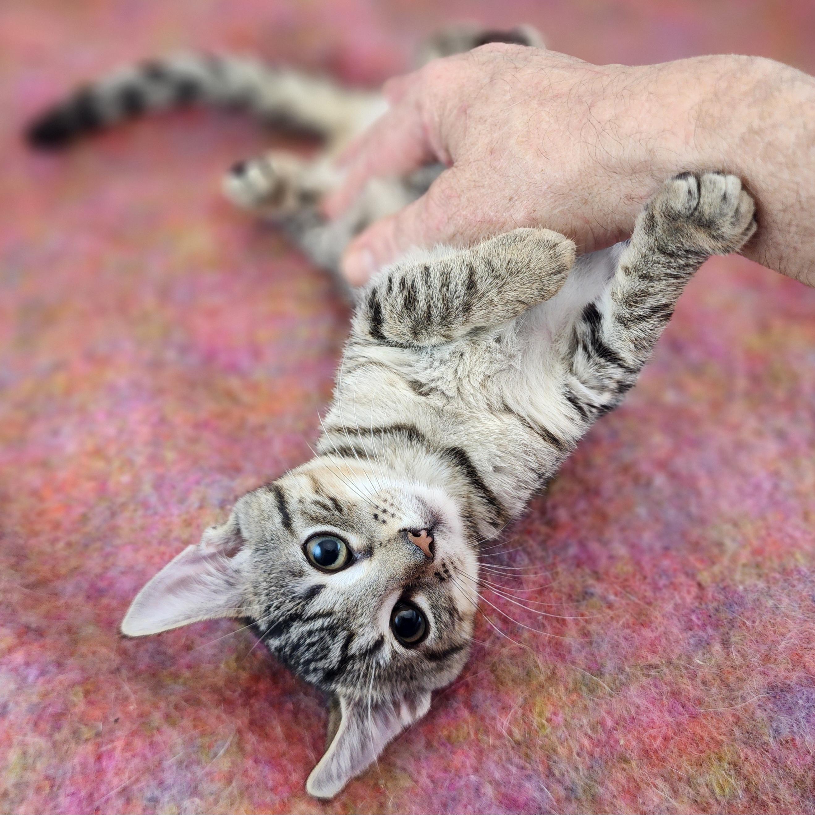Enlarge Dolly, a Adoptable Domestic Short Hair in New York, NY image 3/6