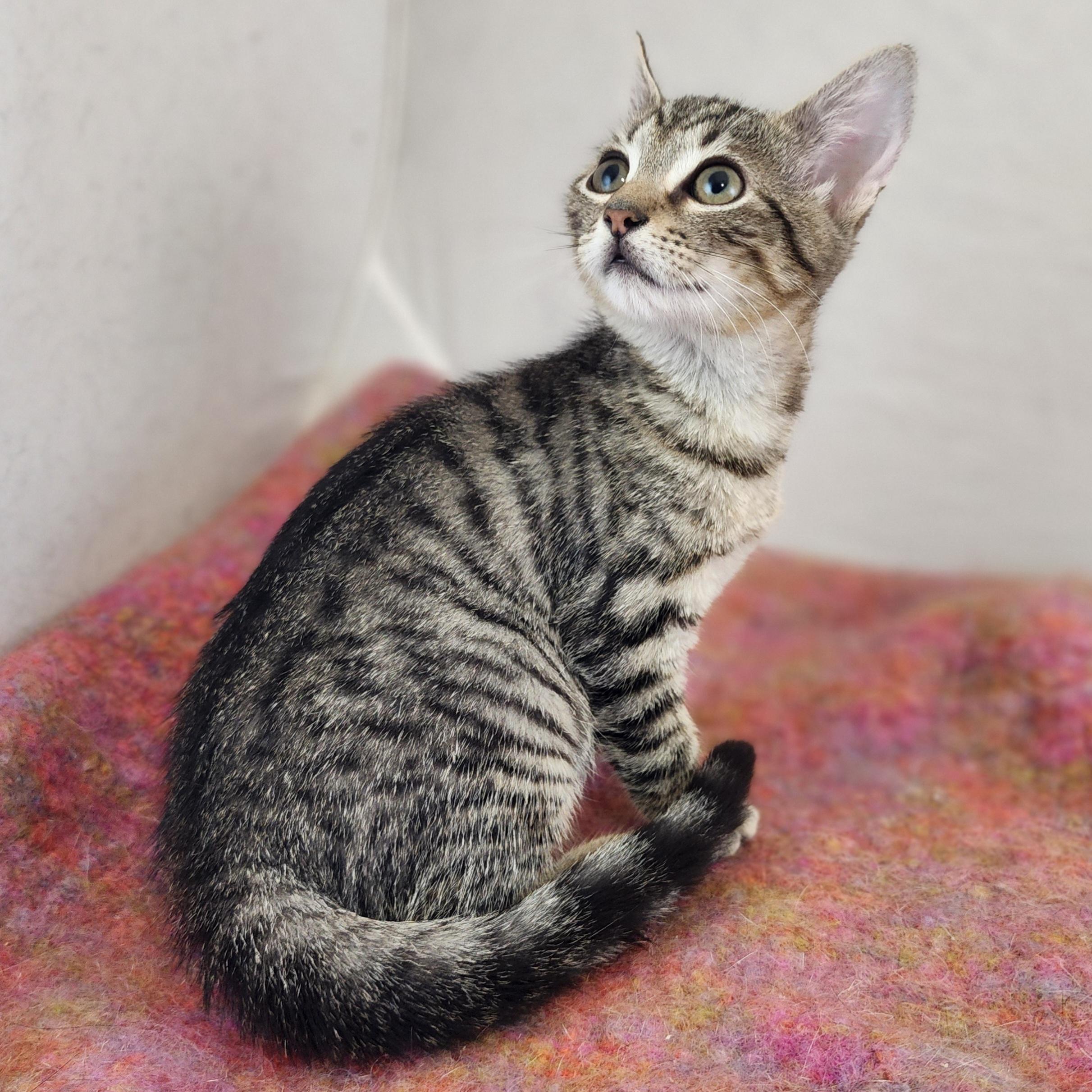 Enlarge Dolly, a Adoptable Domestic Short Hair in New York, NY image 5/6