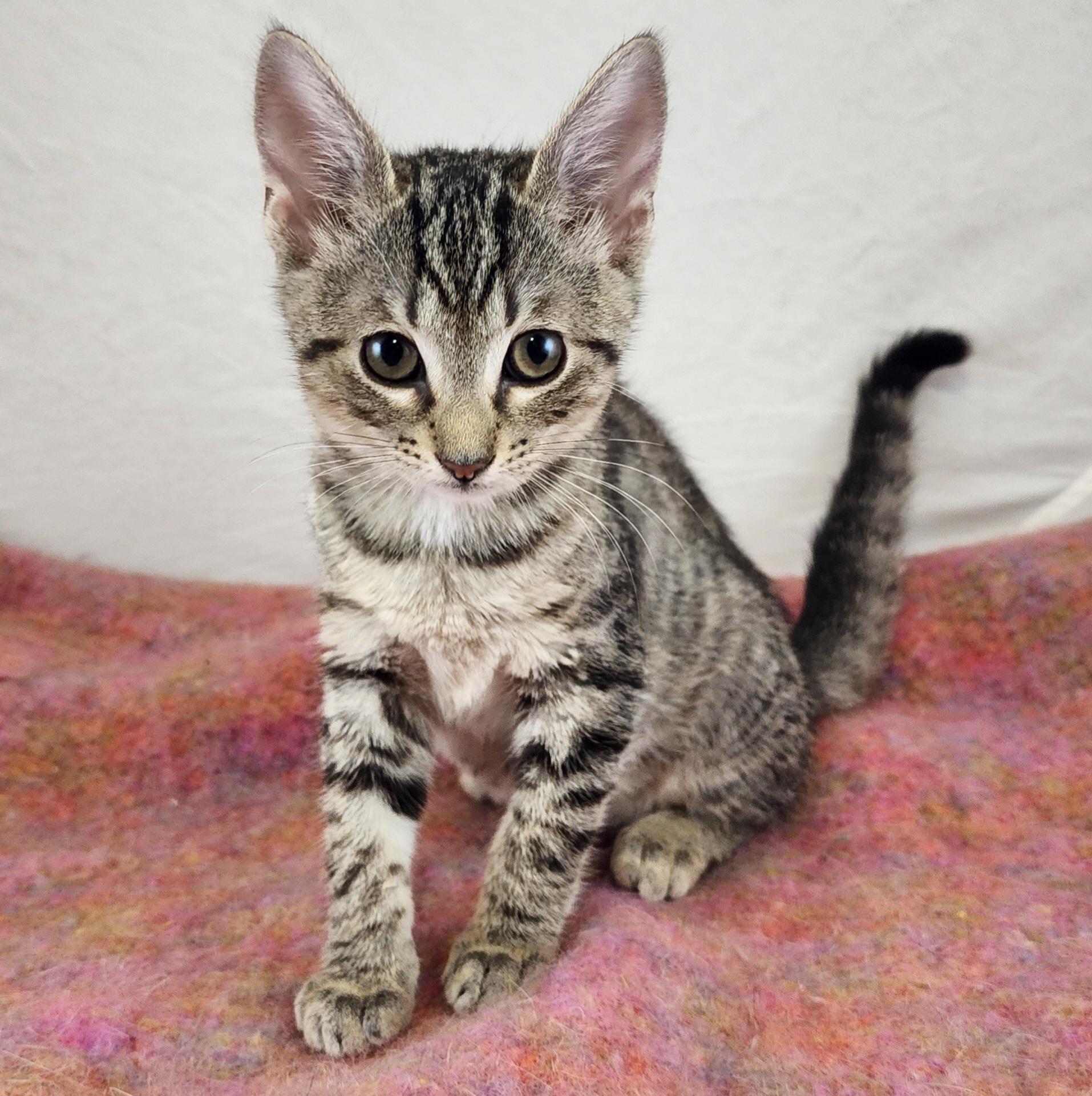 Enlarge Dolly, a Adoptable Domestic Short Hair in New York, NY image 2/6