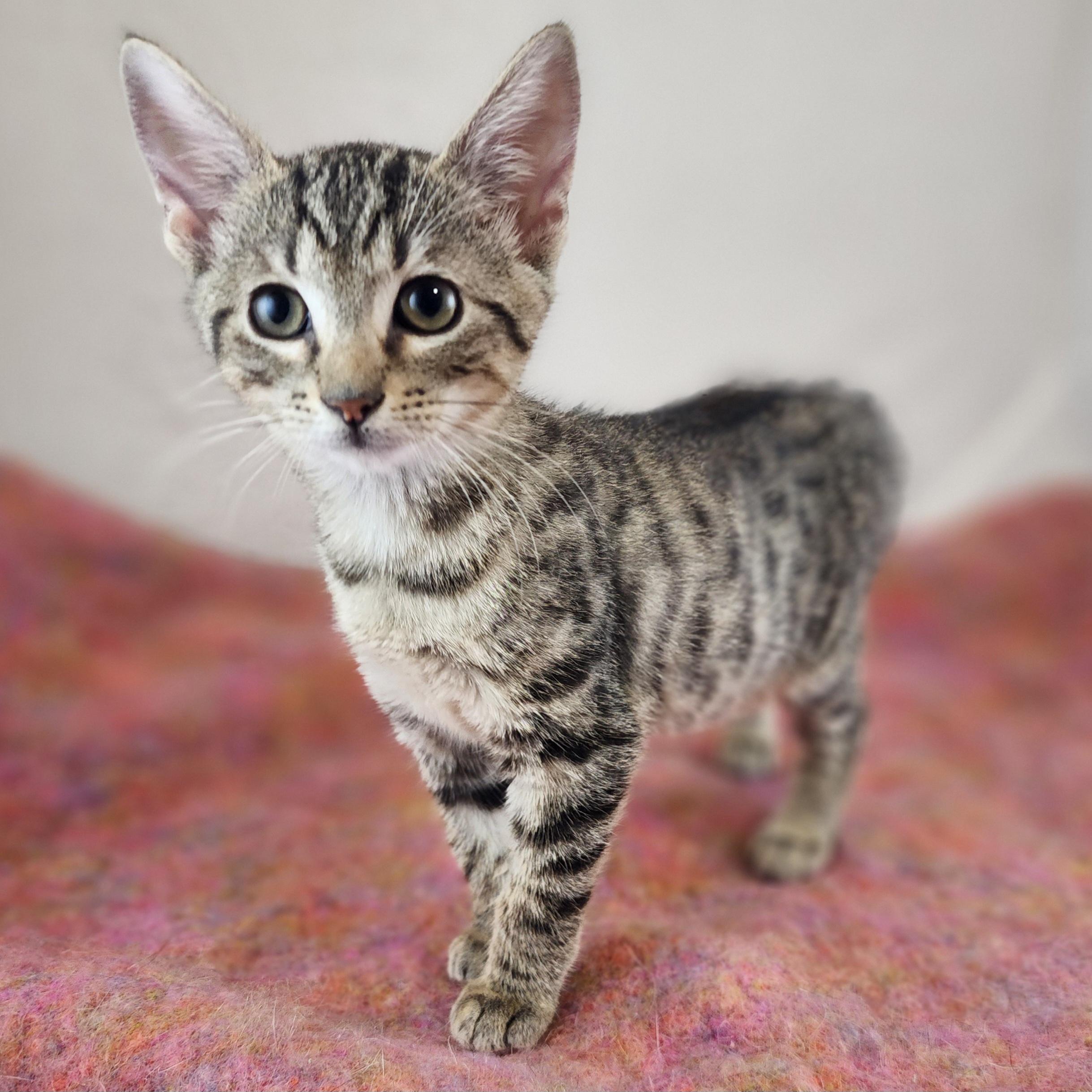 Enlarge Dolly, a Adoptable Domestic Short Hair in New York, NY image 1/6