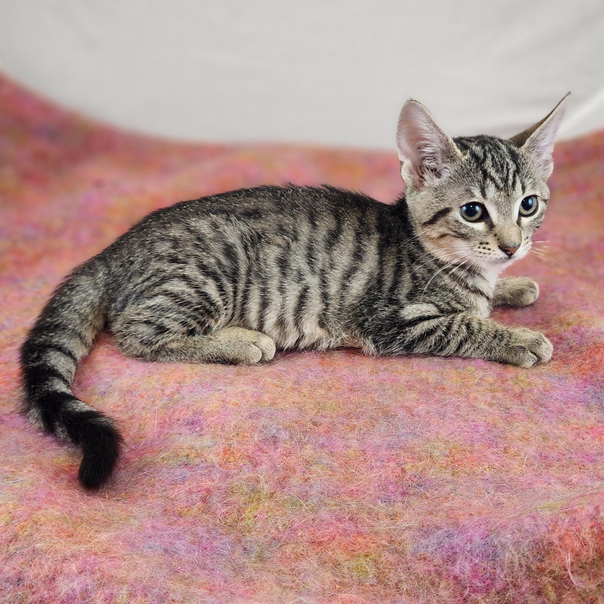 Enlarge Dolly, a Adoptable Domestic Short Hair in New York, NY image 4/6
