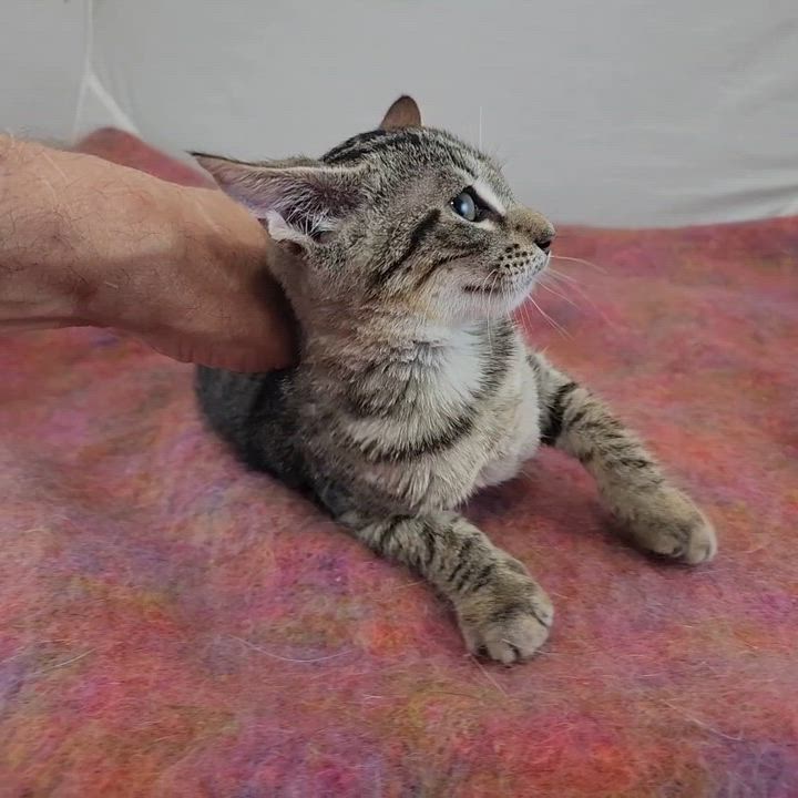 Enlarge Dolly, a Adoptable Domestic Short Hair in New York, NY video 6/6