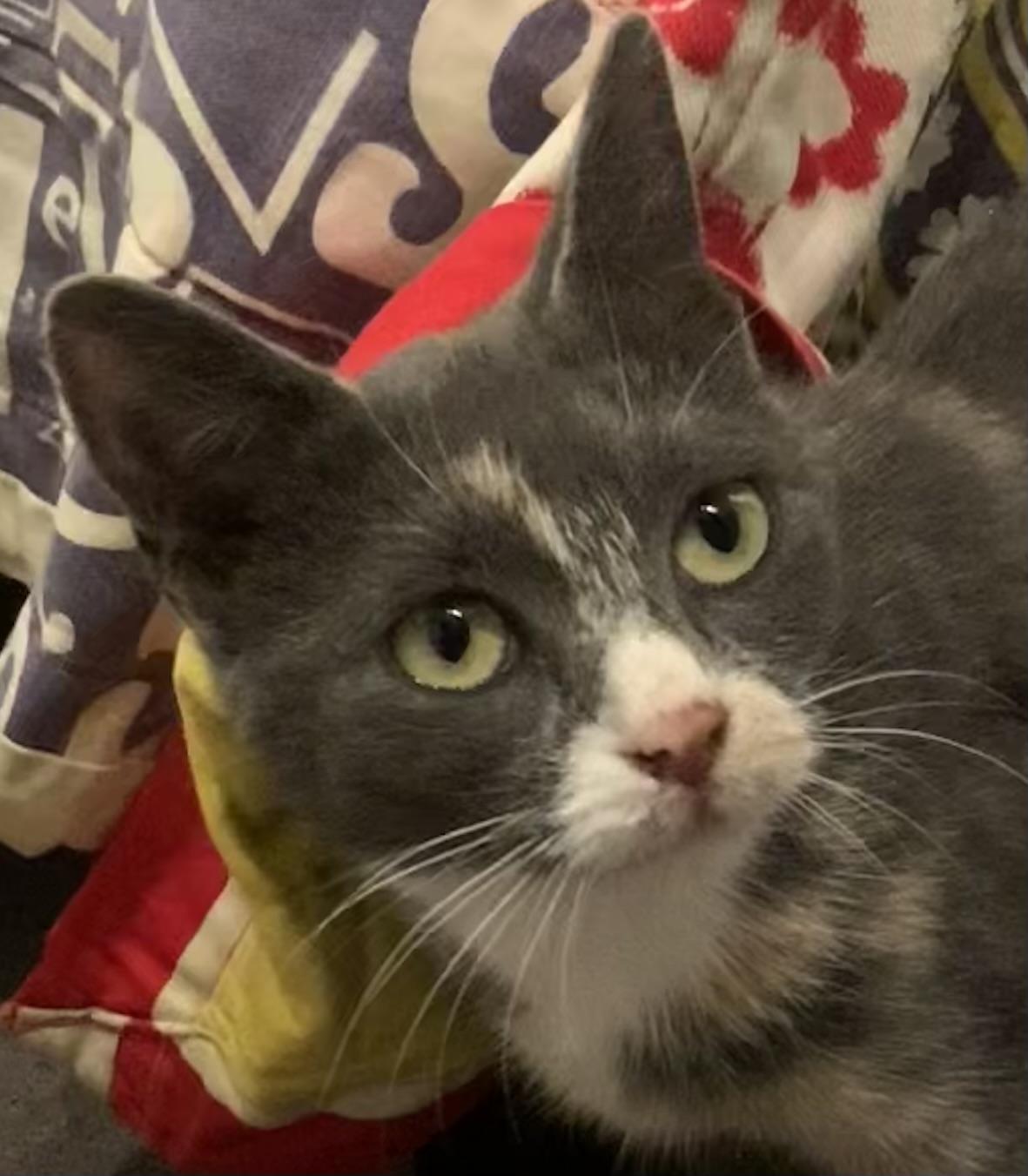 Sassy, Adoptable, Adult Female Domestic Short Hair.
