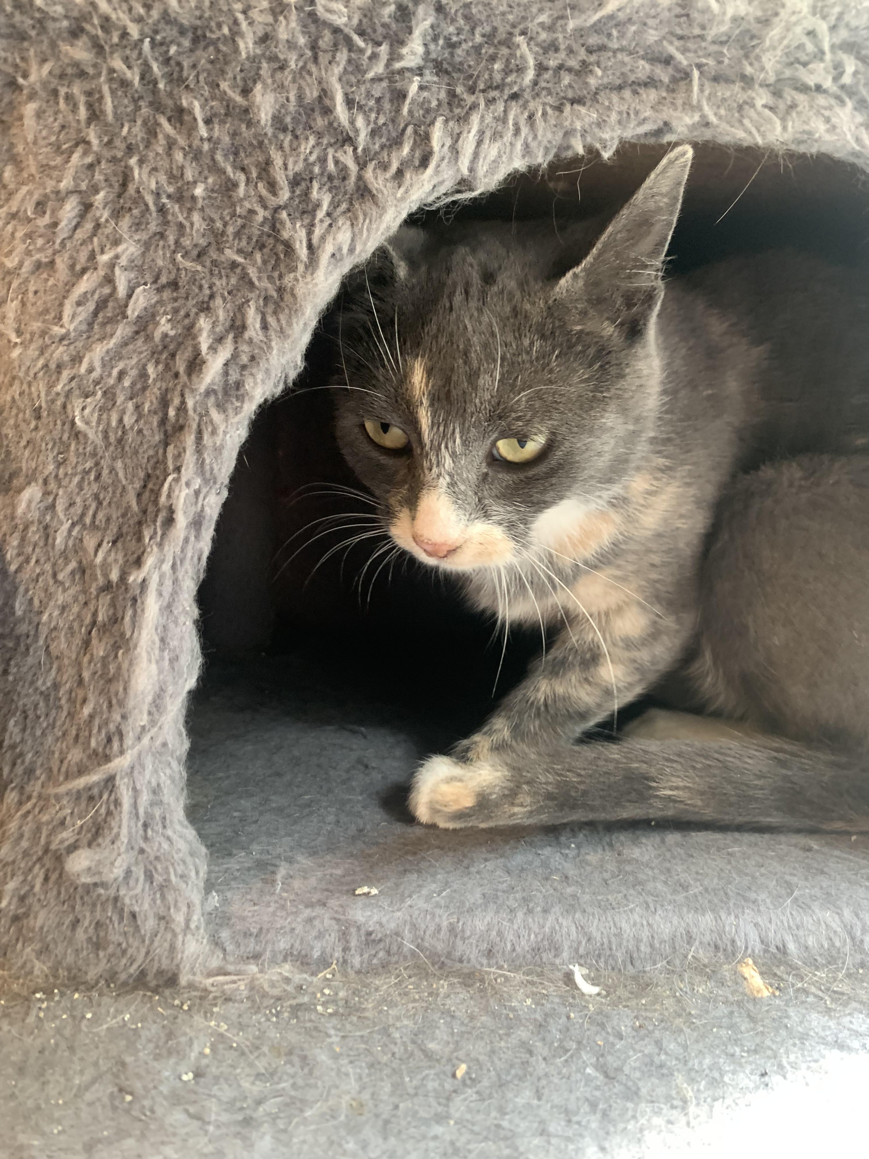 Enlarge Sassy, a Adoptable Domestic Short Hair in Morganton, NC image 2/2