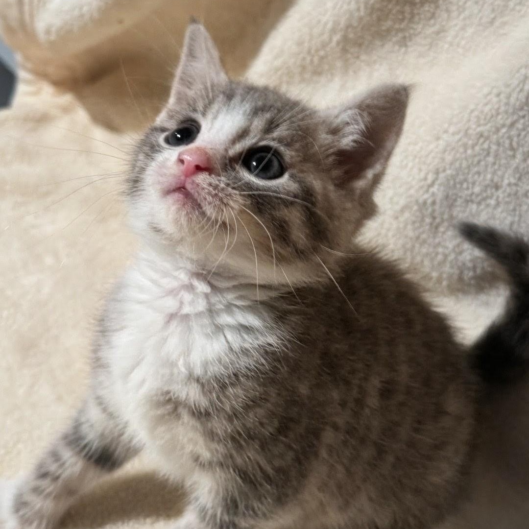 Enlarge Tom Tom, an adoption pending American Shorthair in Staten Island, NY image 2/6