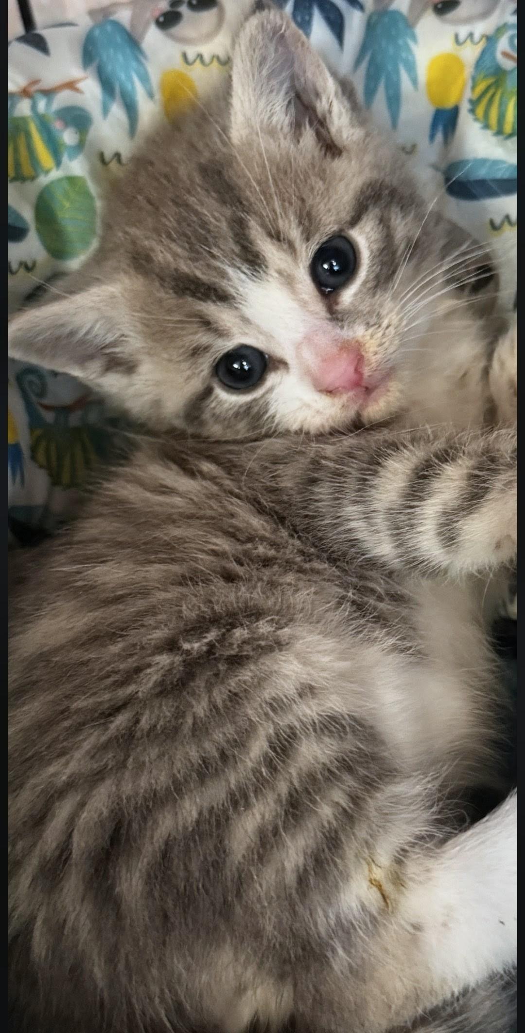 Enlarge Tom Tom, an adoption pending American Shorthair in Staten Island, NY image 5/6