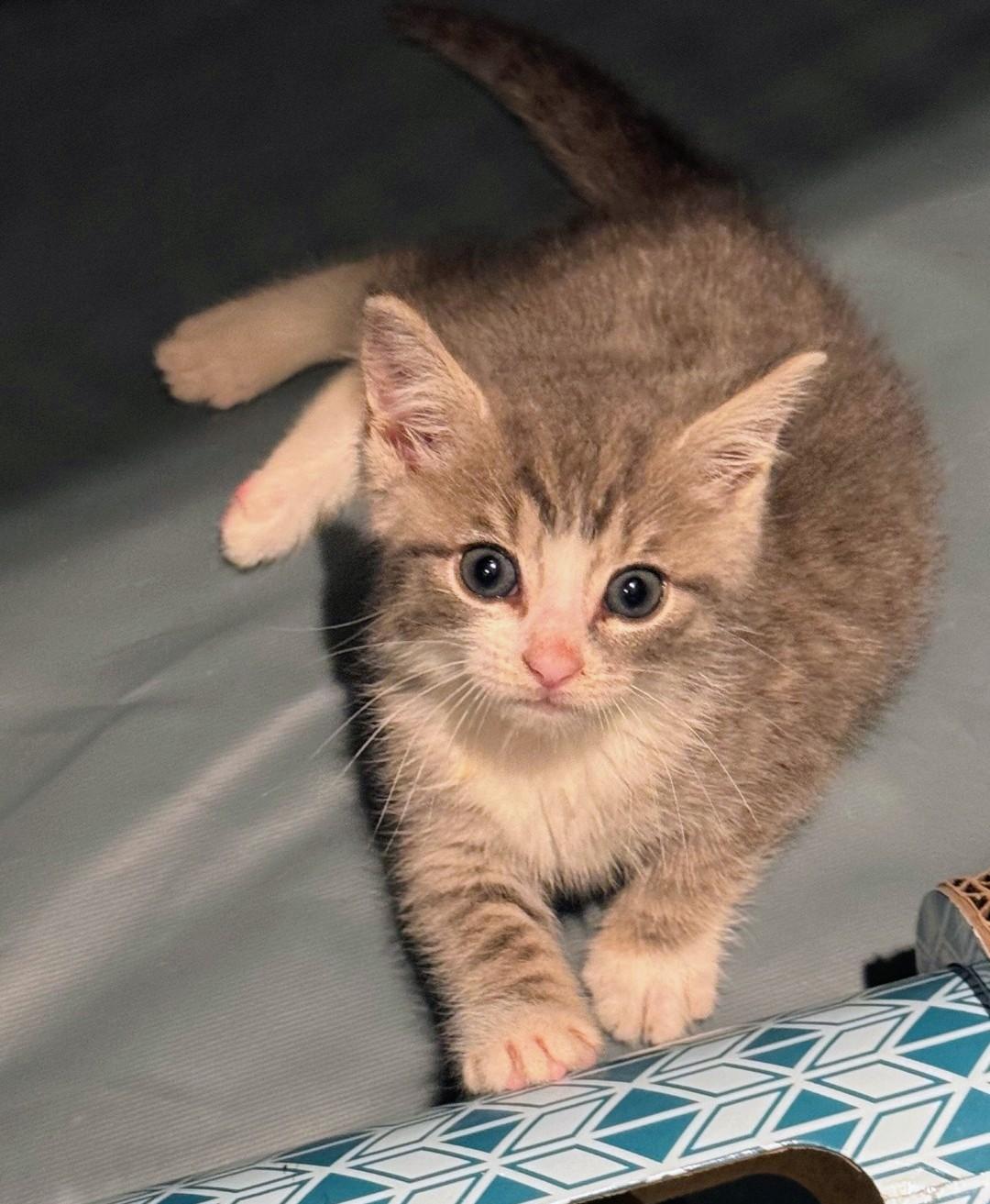 Enlarge Tom Tom, an adoption pending American Shorthair in Staten Island, NY image 6/6