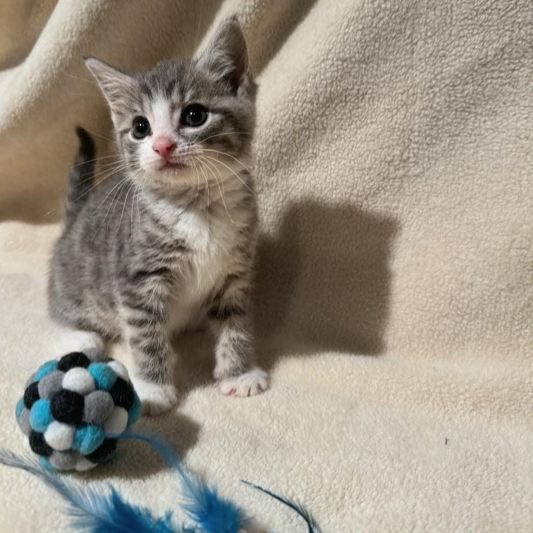 Enlarge Tom Tom, an adoption pending American Shorthair in Staten Island, NY image 1/6