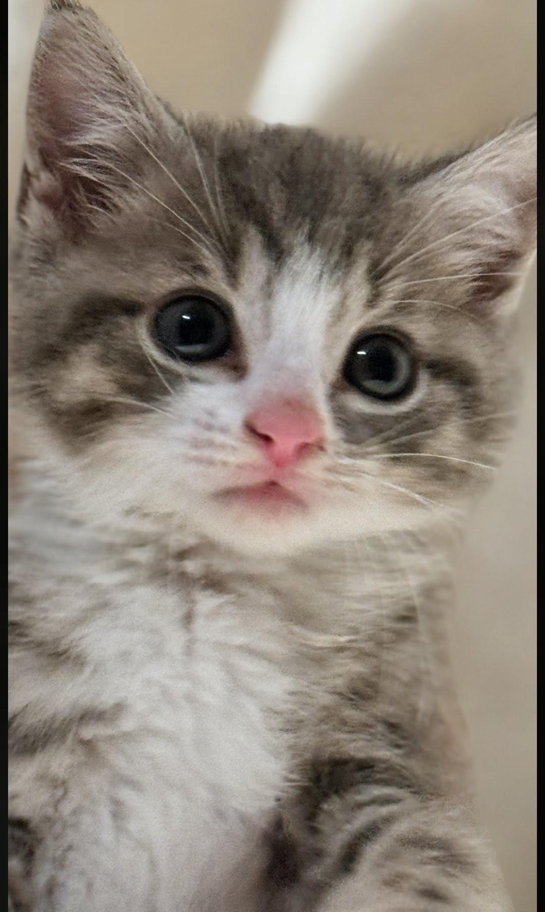 Enlarge Tom Tom, an adoption pending American Shorthair in Staten Island, NY image 3/6