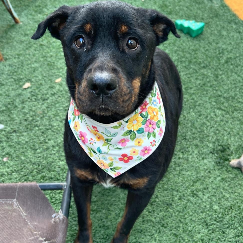 Enlarge Dr. Pepper, a Adoptable Rottweiler in New Orleans, LA image 1/6