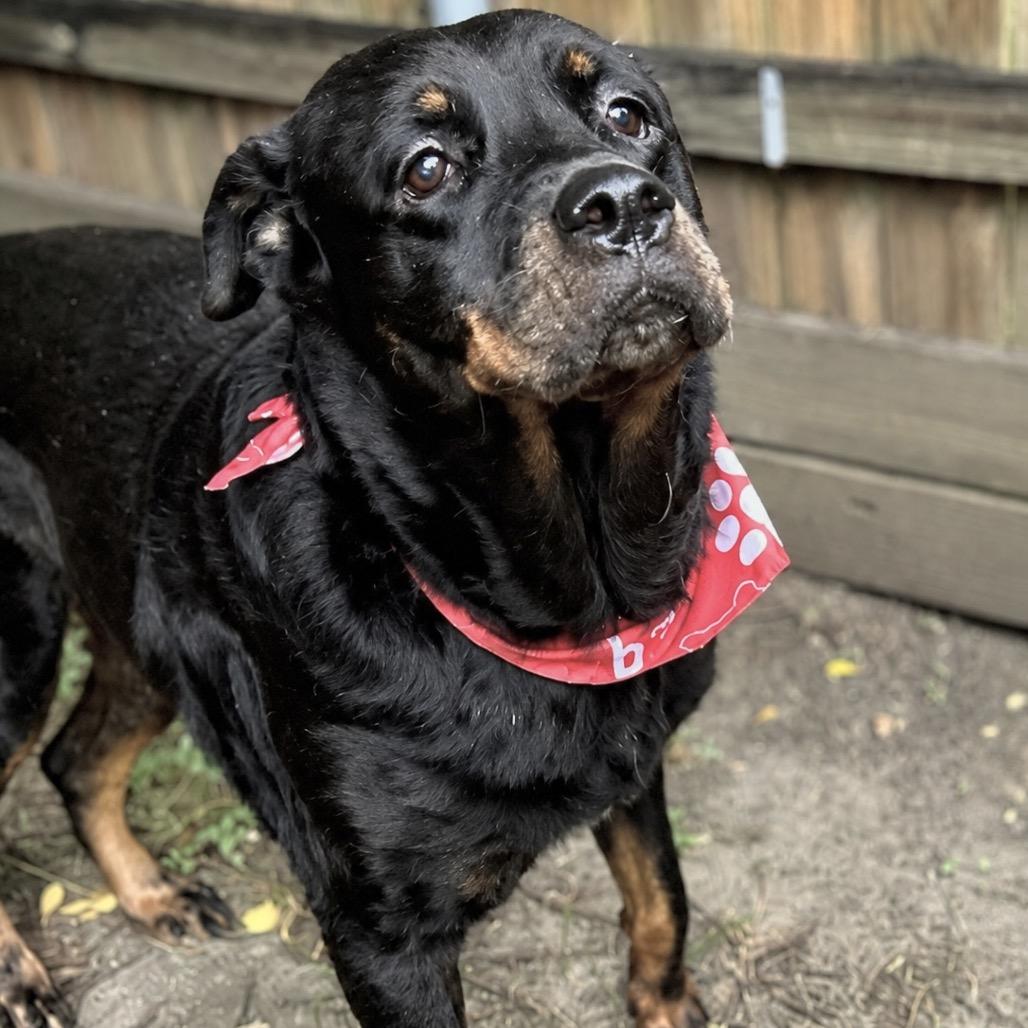 Enlarge Dr. Pepper, a Adoptable Rottweiler in New Orleans, LA image 2/6