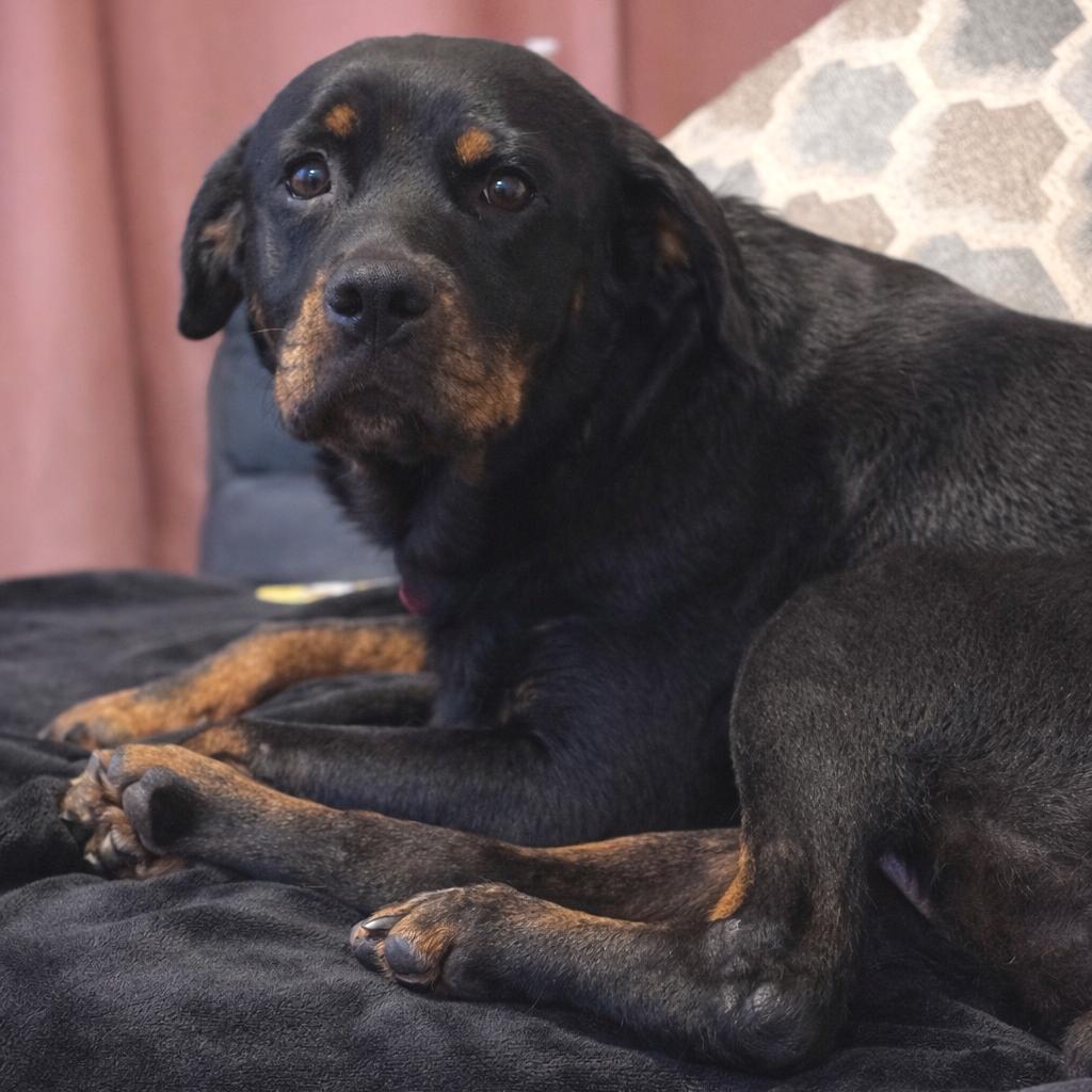 Enlarge Dr. Pepper, a Adoptable Rottweiler in New Orleans, LA image 3/6