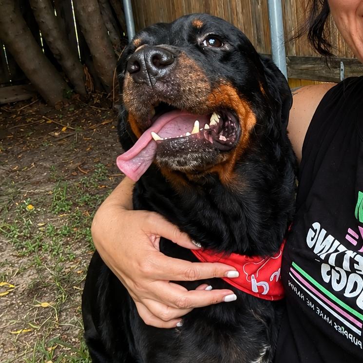 Enlarge Dr. Pepper, a Adoptable Rottweiler in New Orleans, LA image 4/6