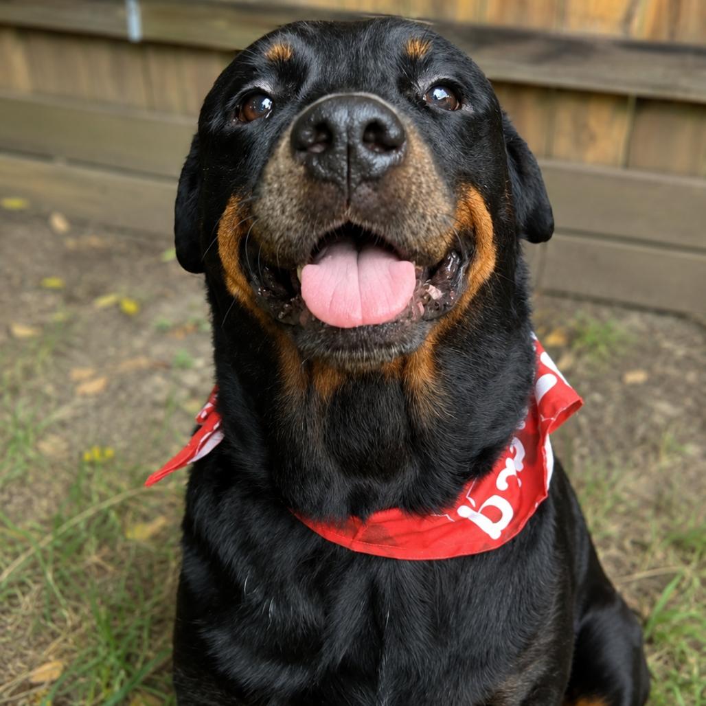 Enlarge Dr. Pepper, a Adoptable Rottweiler in New Orleans, LA image 6/6
