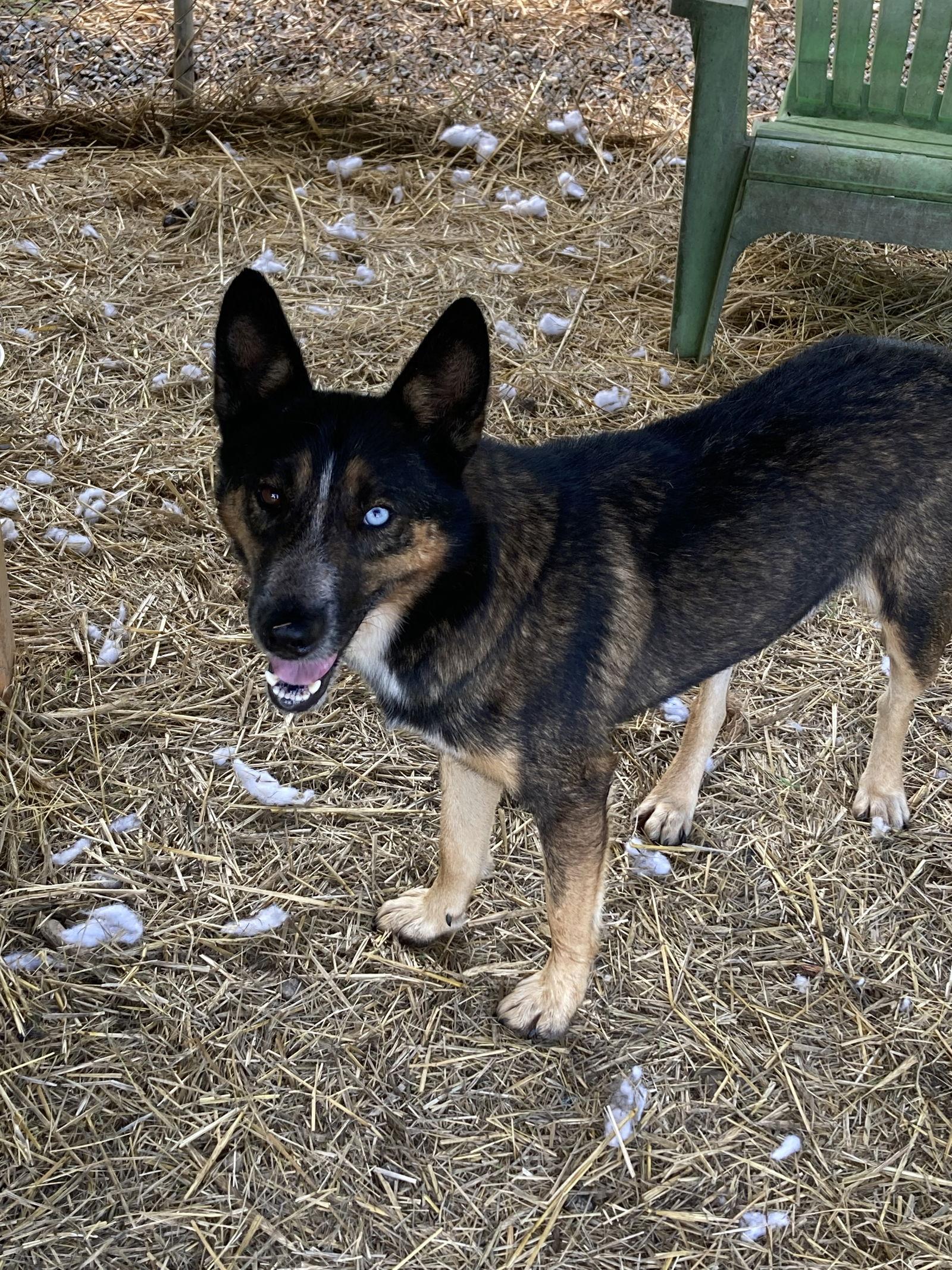 Canyon, Adoptable, Adult Male Cattle Dog & Husky.