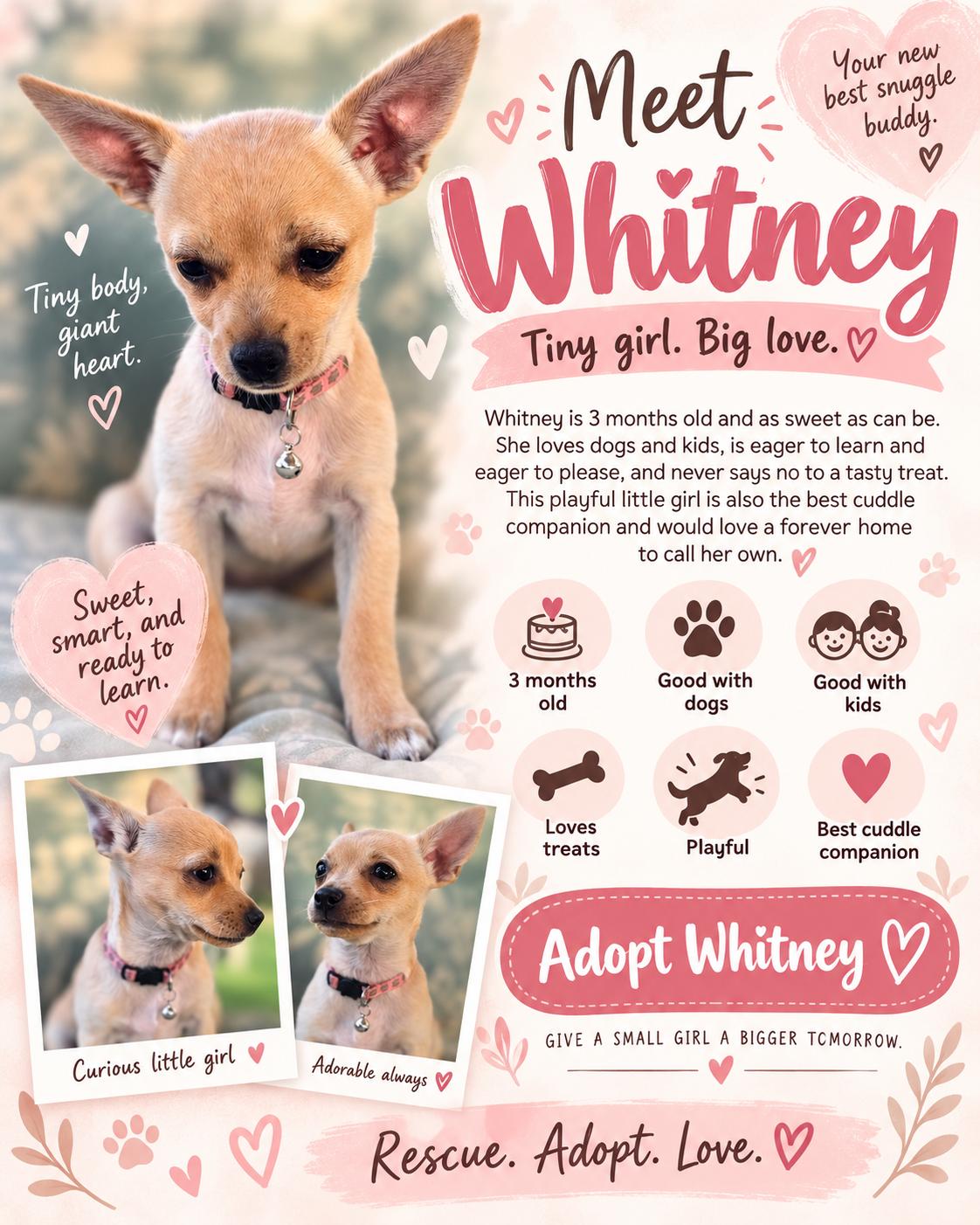 Enlarge Whitney, a Adoptable mixed breed in Reseda, CA image 2/5