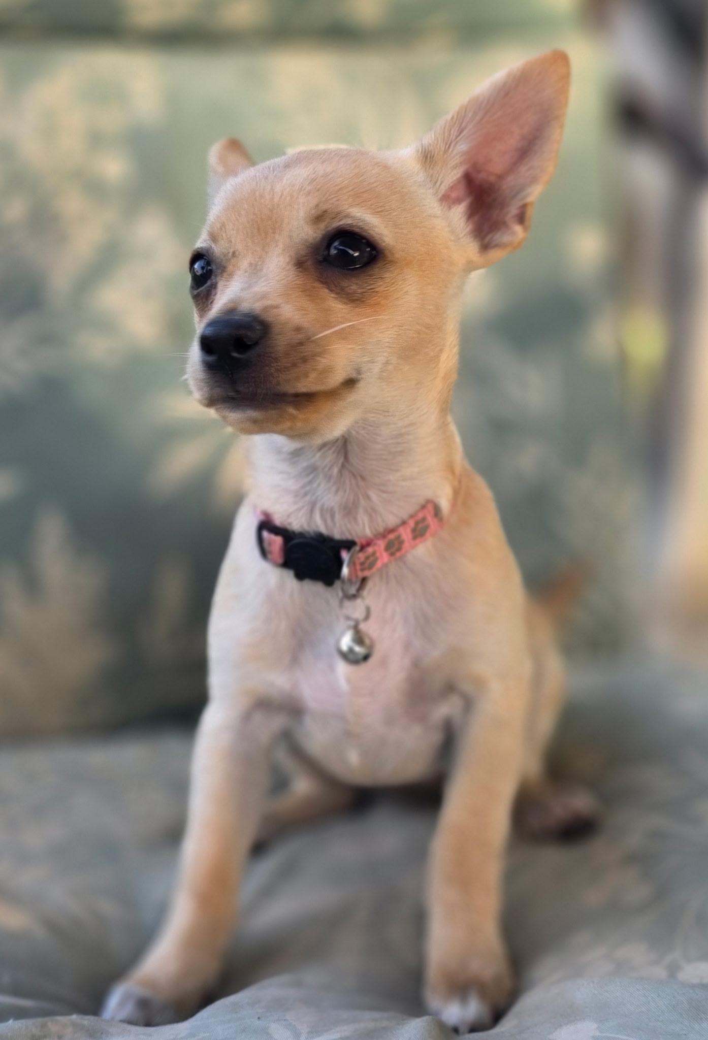 Enlarge Whitney, a Adoptable mixed breed in Reseda, CA image 3/5
