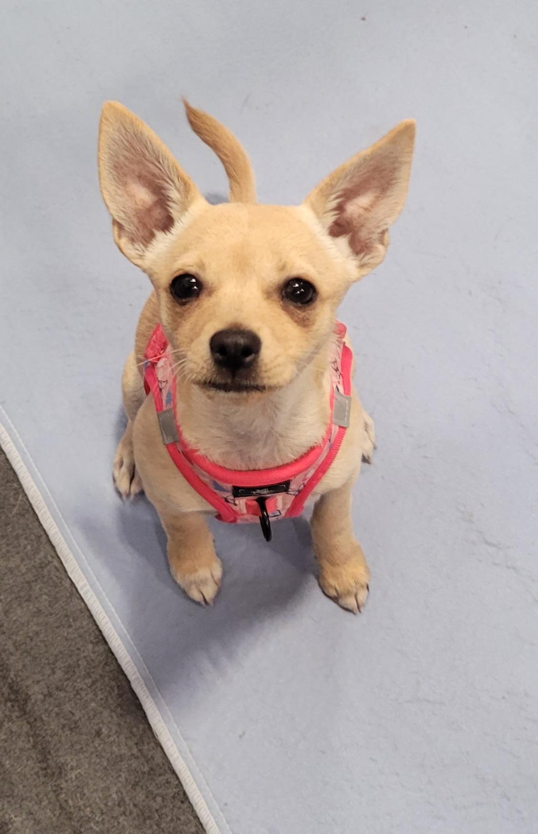 Whitney, Adoptable, Puppy Female Chihuahua.