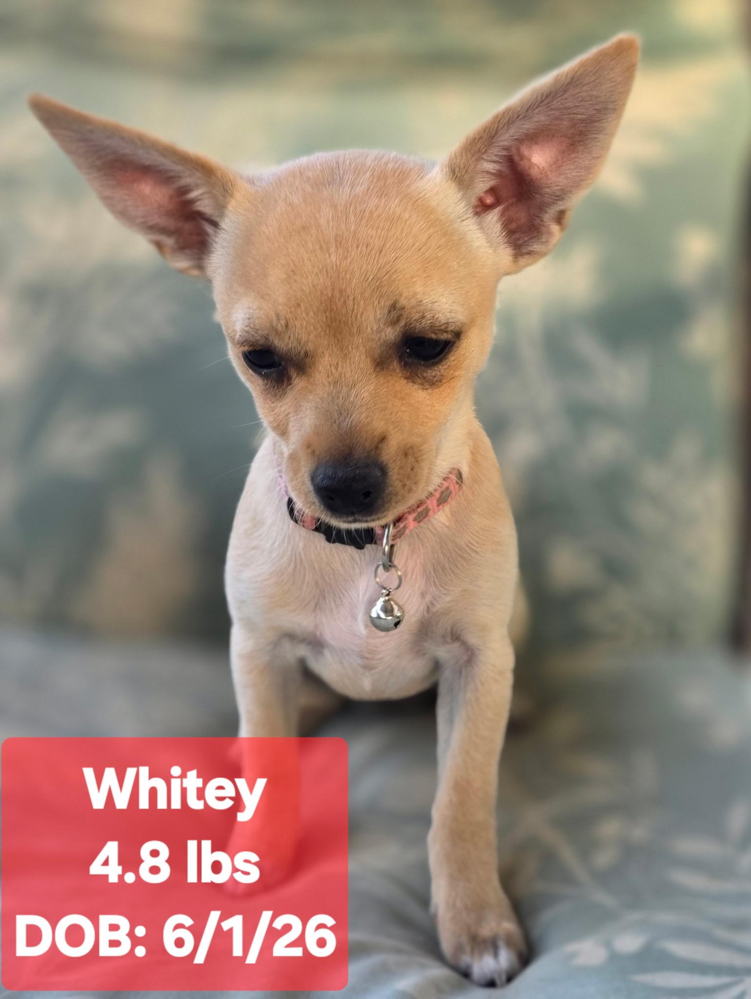 Enlarge Whitney, a Adoptable mixed breed in Reseda, CA image 5/5