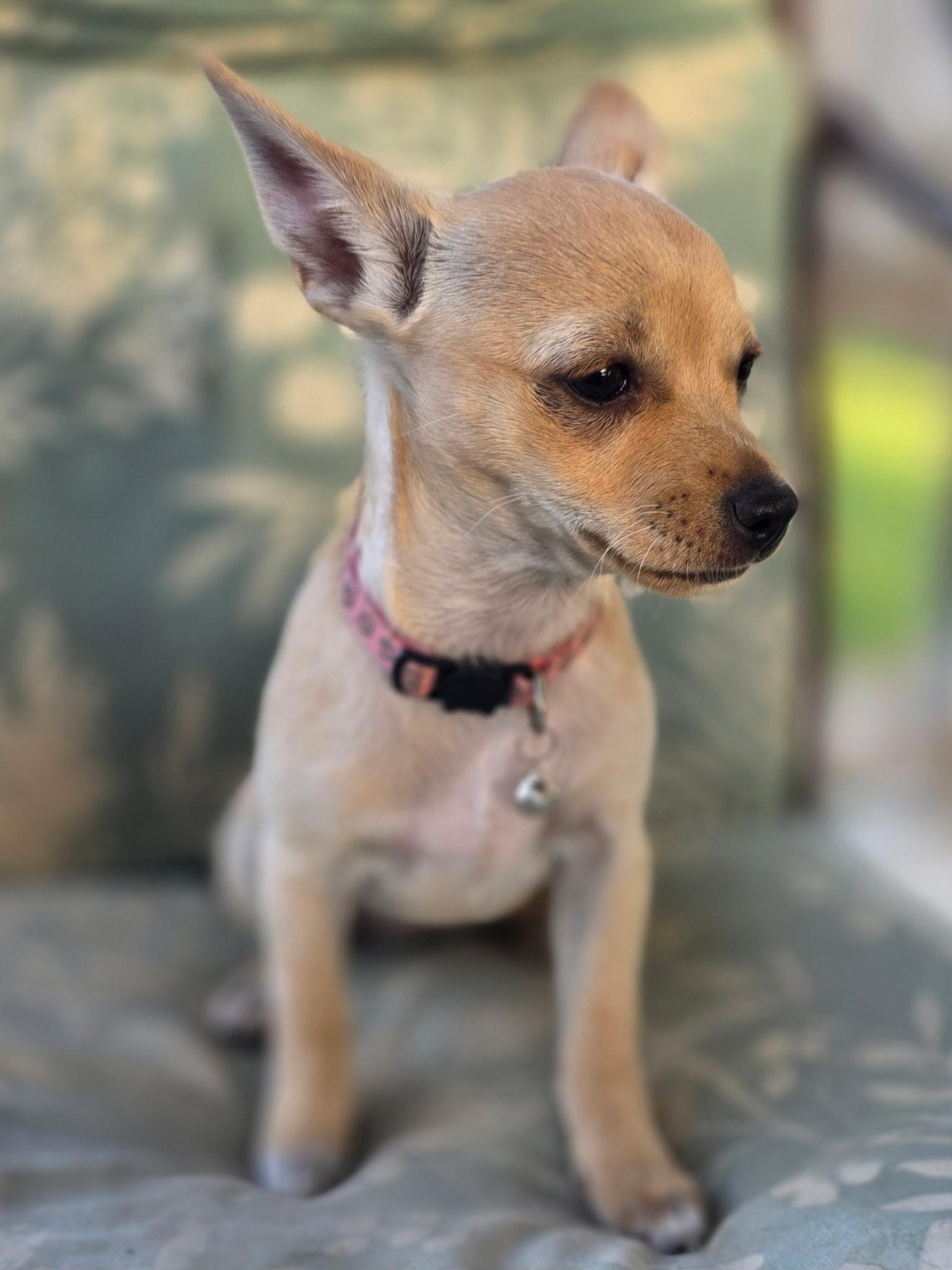 Enlarge Whitney, a Adoptable mixed breed in Reseda, CA image 4/5