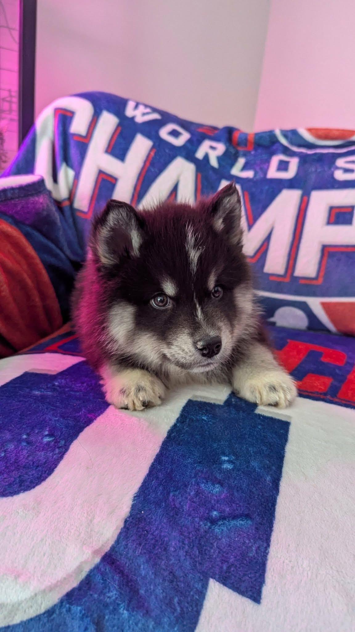 Enlarge Mr Fluffy, a ADOPTABLE Husky in Sugar Grove, IL image 1/1