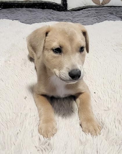 Sandy, Adoptable, Puppy Female Shepherd & Mixed Breed.