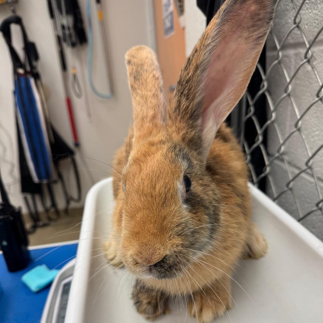 Harlin, Adoptable, Adult Male Harlequin.