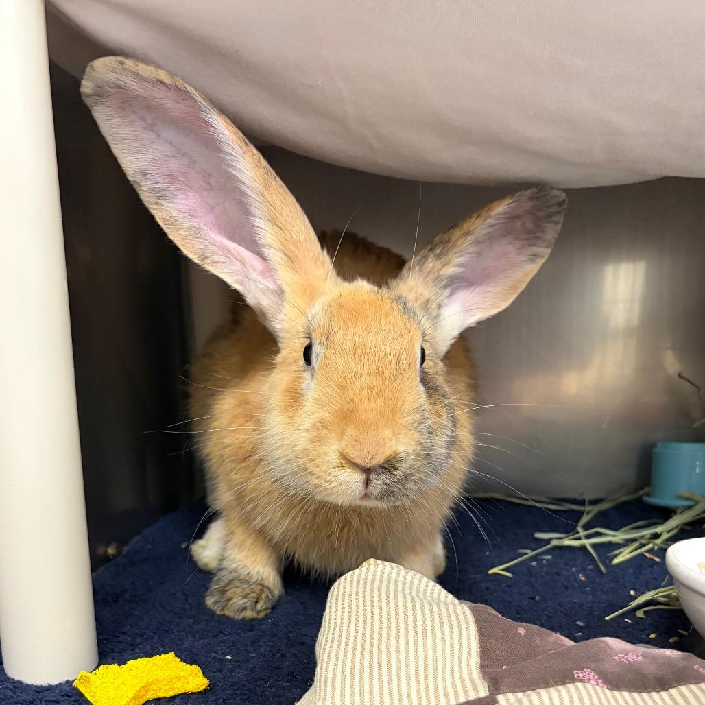 Enlarge Harlin, a Adoptable Harlequin in Birdsboro, PA image 2/2