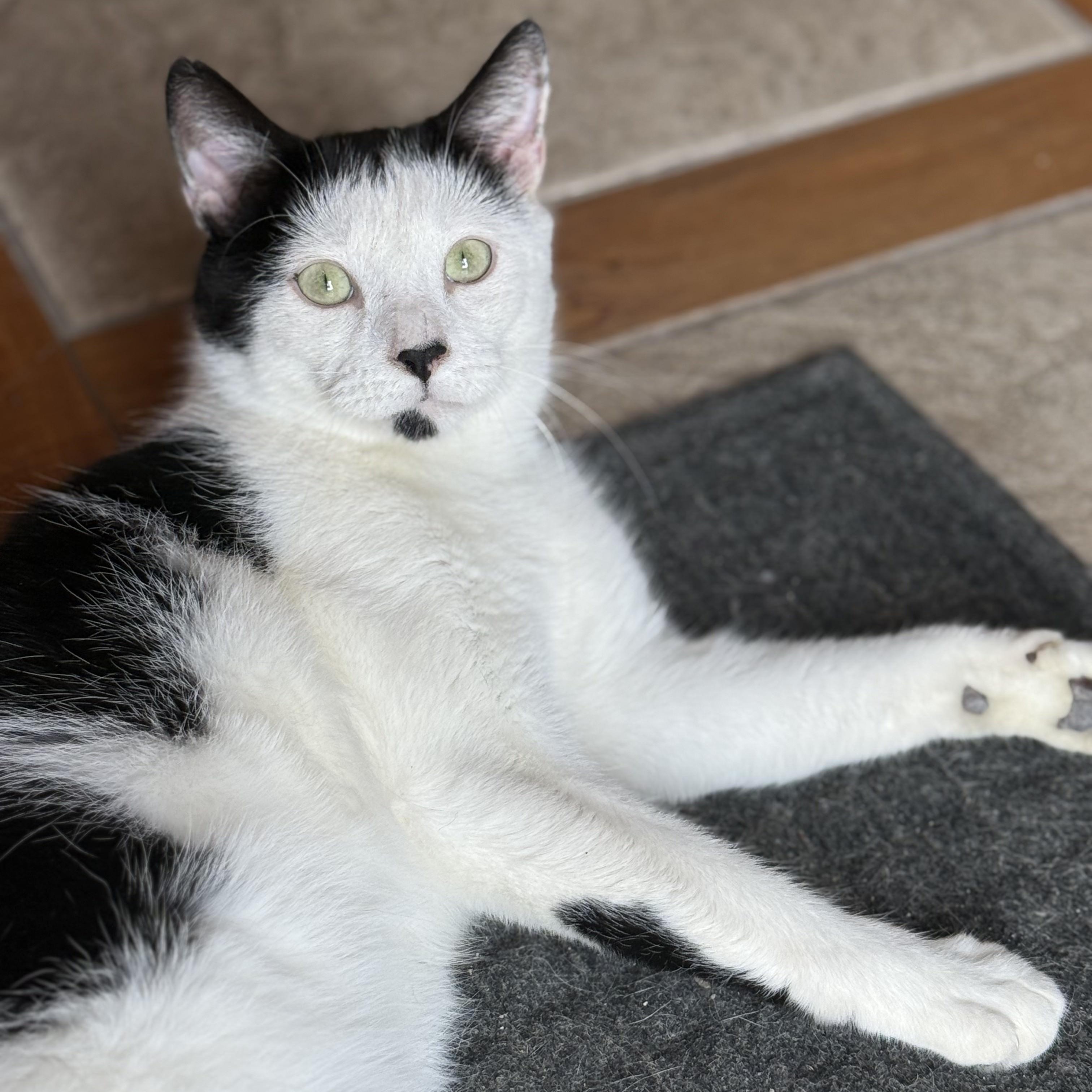 Holden, Adoptable, Adult Male Domestic Short Hair.